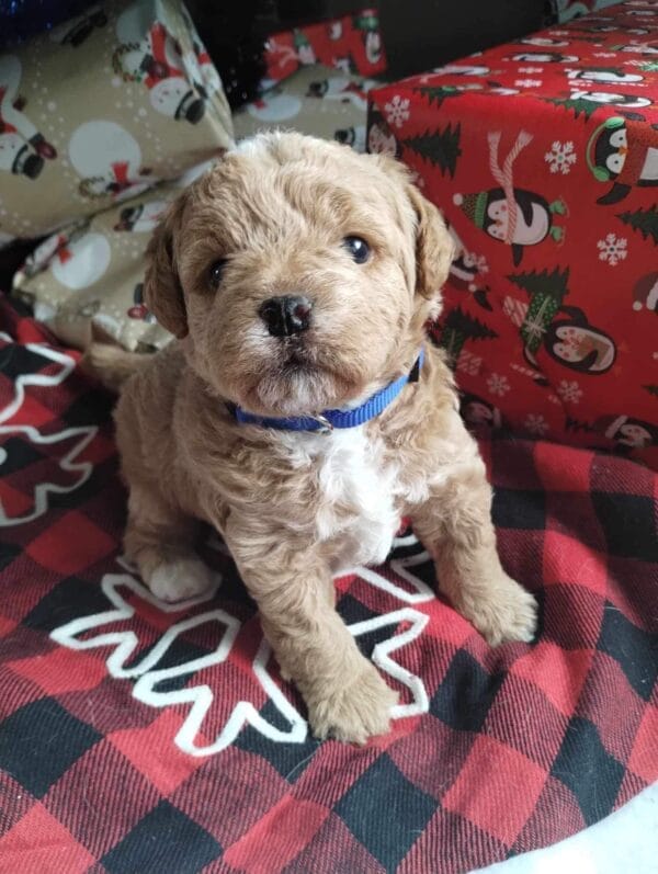 Blaze - Teacup Labradoodle Boy - Image 6