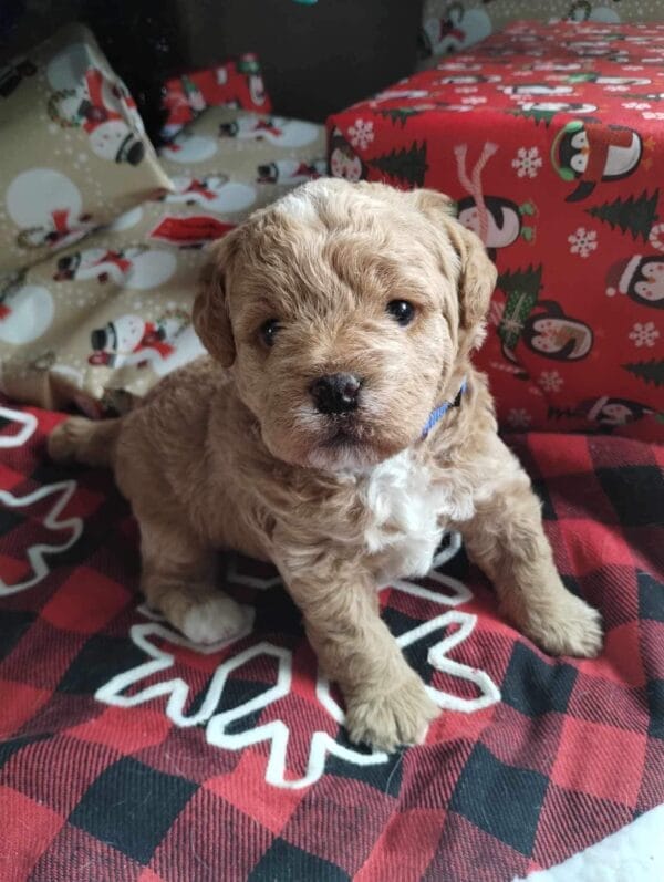 Blaze - Teacup Labradoodle Boy - Image 7