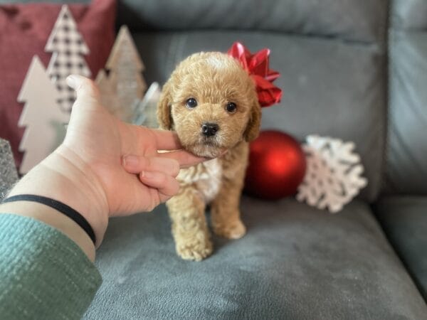 Blaze - Teacup Labradoodle Boy - Image 14