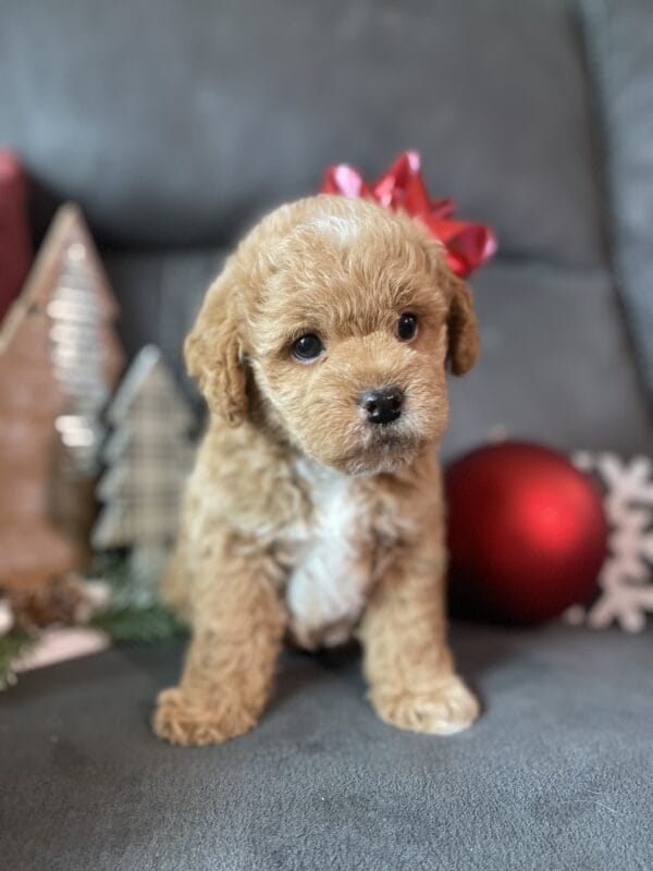 Blaze - Teacup Labradoodle Boy