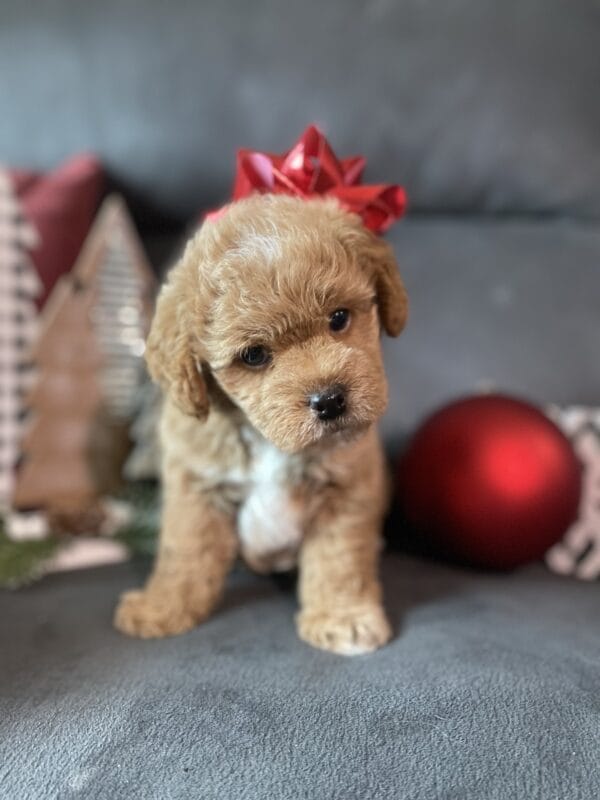 Blaze - Teacup Labradoodle Boy - Image 12