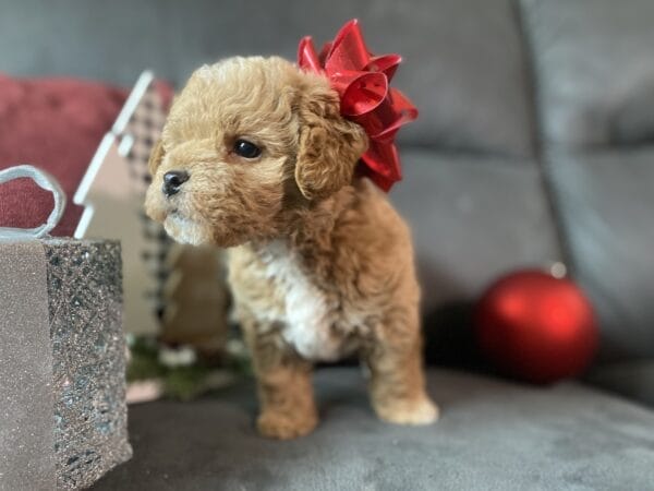 Blaze - Teacup Labradoodle Boy - Image 15