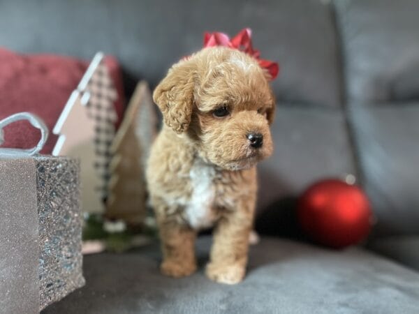 Blaze - Teacup Labradoodle Boy - Image 16