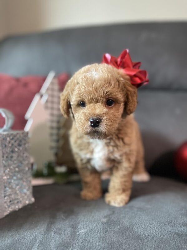 Blaze - Teacup Labradoodle Boy - Image 17