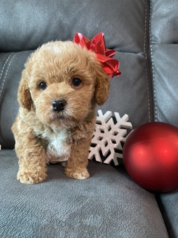 Blaze - Teacup Labradoodle Boy - Image 19