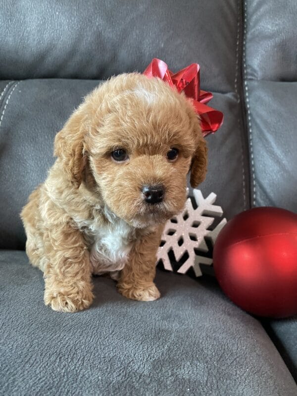 Blaze - Teacup Labradoodle Boy - Image 18