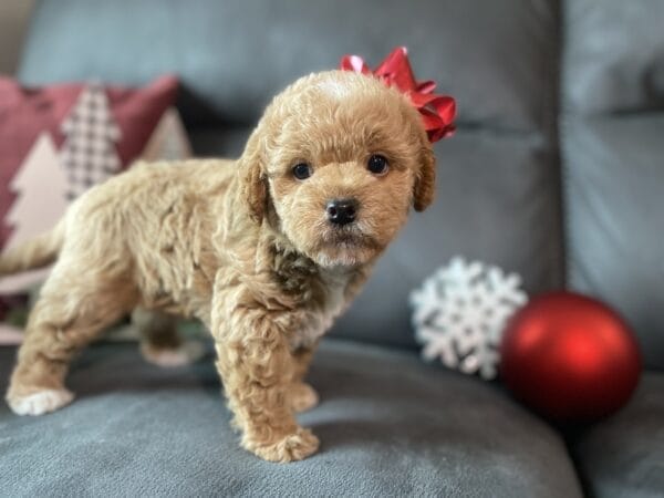 Blaze - Teacup Labradoodle Boy - Image 20