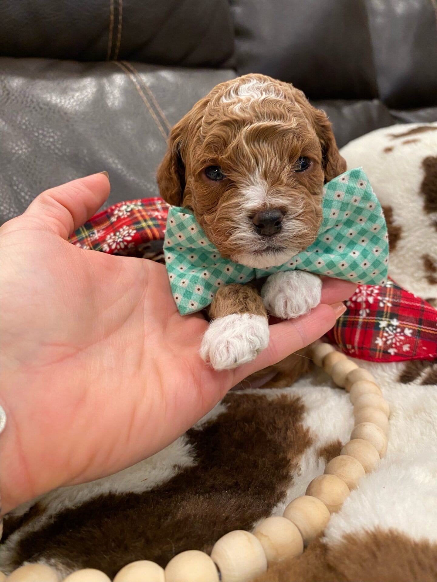 Coal - Micro Cavapoo Boy - Image 9