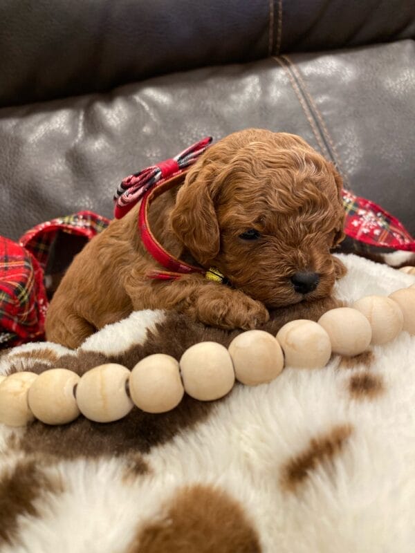 Mistletoe - Micro Cavapoo Boy - Image 9