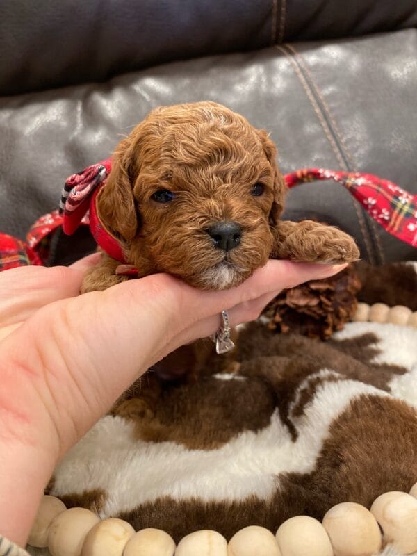 Mistletoe - Micro Cavapoo Boy - Image 8