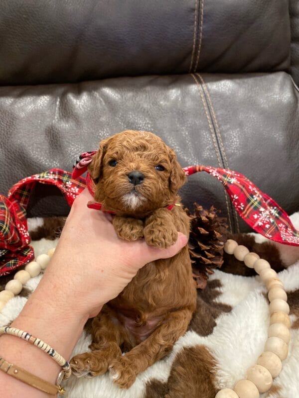 Mistletoe - Micro Cavapoo Boy - Image 7