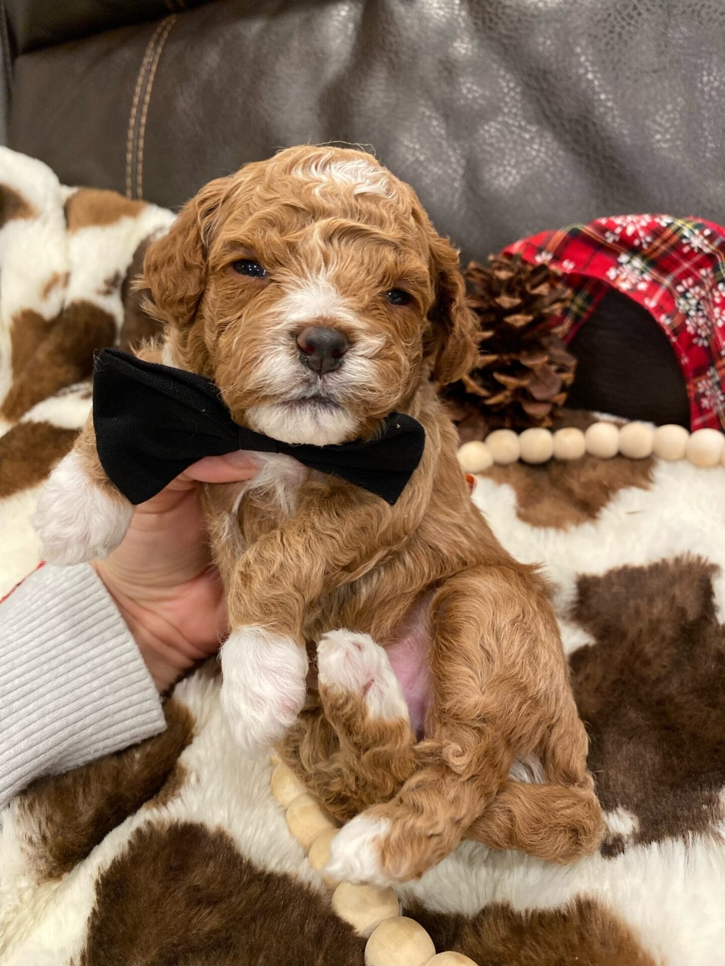 Coal - Micro Cavapoo Boy