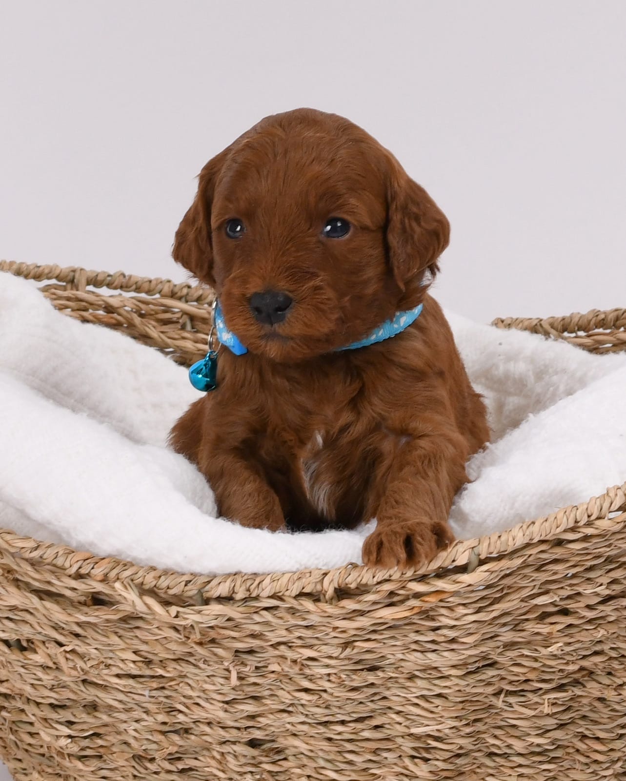 Tucker - Toy Goldendoodle Boy
