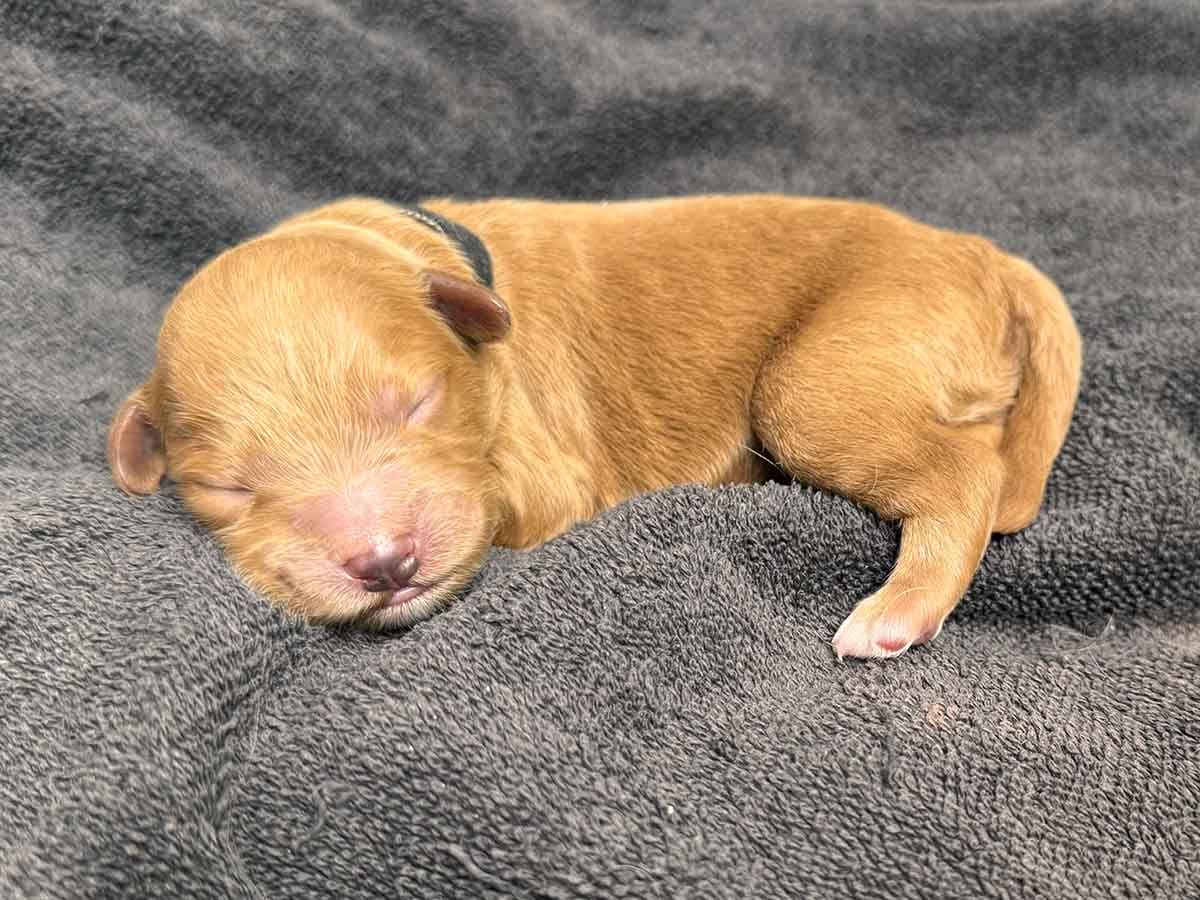 Bob - Toy Goldendoodle Boy - Image 3