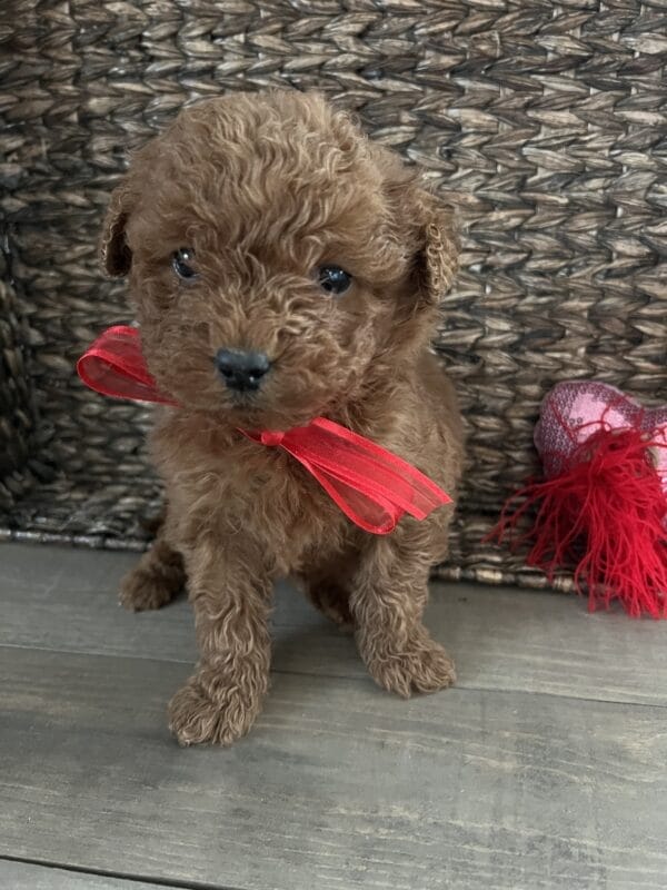 Romeo - Mini Goldendoodle Boy - Image 3