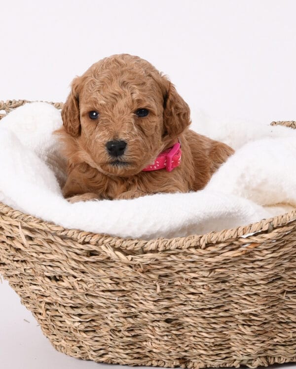 Sally - Toy Goldendoodle Girl