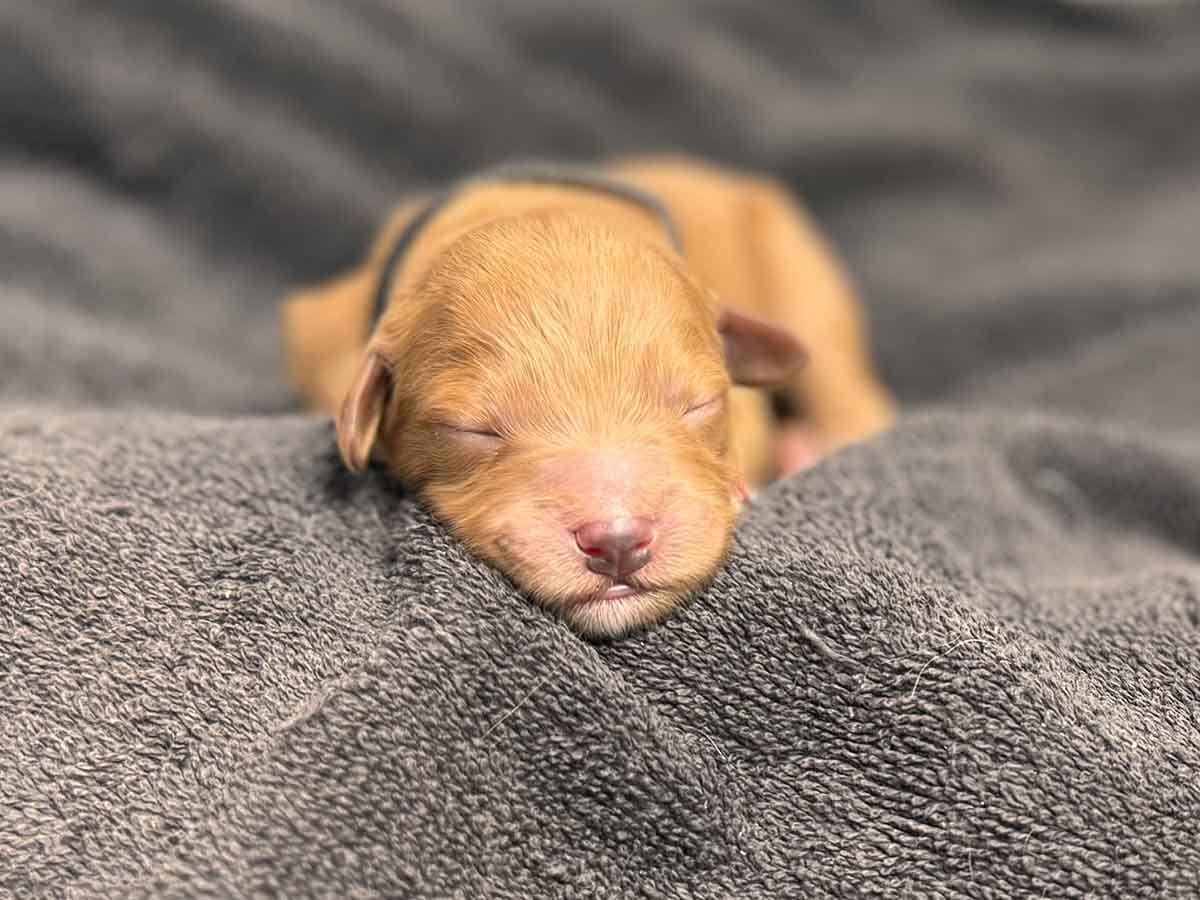 Bob - Toy Goldendoodle Boy - Image 2