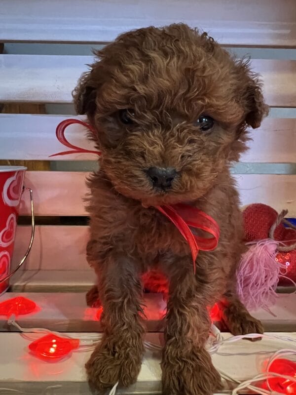 Romeo - Mini Goldendoodle Boy