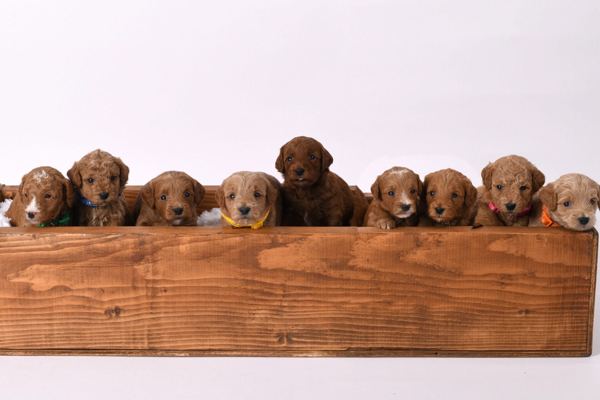 Bob - Toy Goldendoodle Boy - Image 5