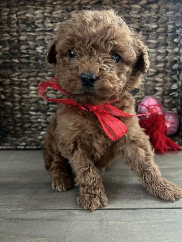 Romeo - Mini Goldendoodle Boy - Image 4