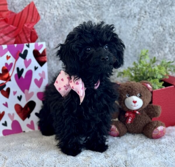 Pixie - Micro Labradoodle Girl - Image 25