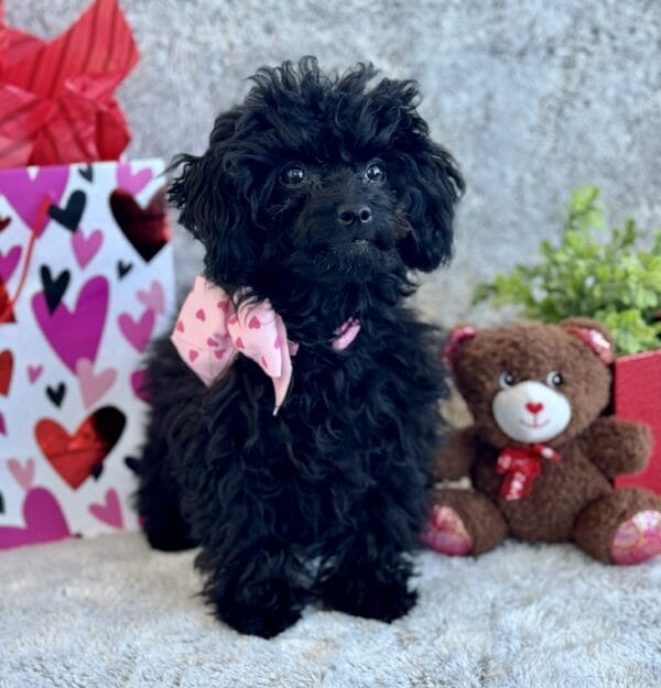 Pixie - Micro Labradoodle Girl