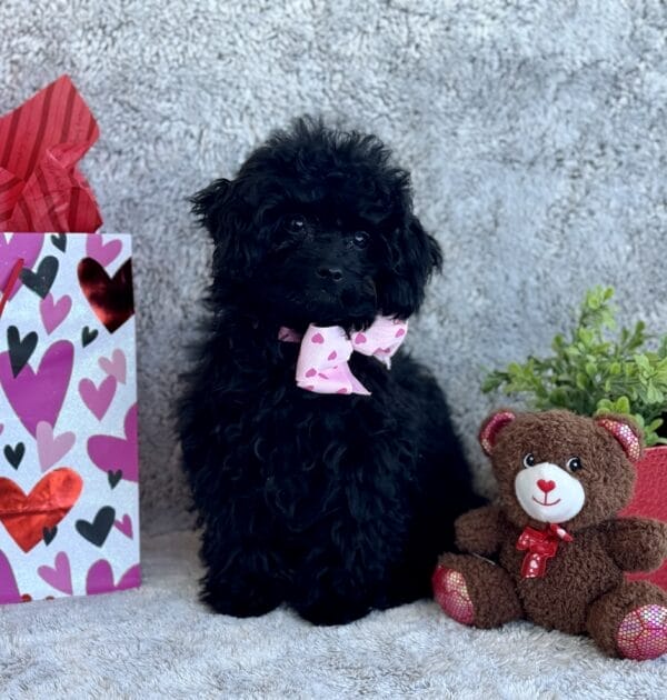 Pixie - Micro Labradoodle Girl - Image 24