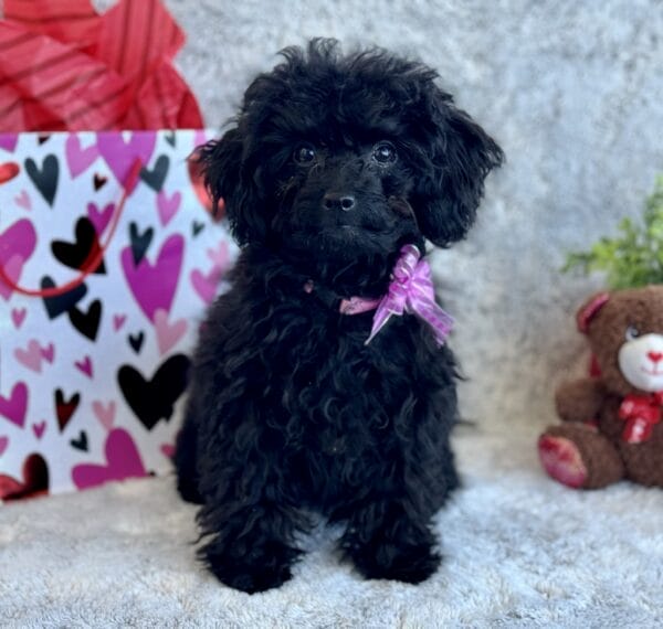 Pixie - Micro Labradoodle Girl - Image 27