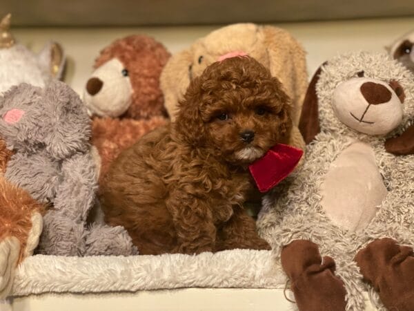 Mistletoe - Micro Cavapoo Boy - Image 18