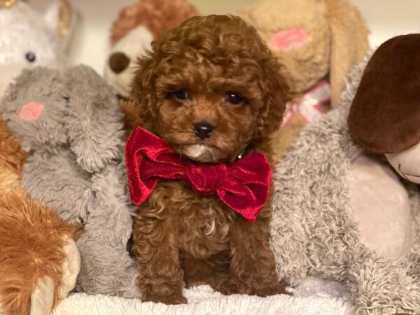 Mistletoe - Micro Cavapoo Boy