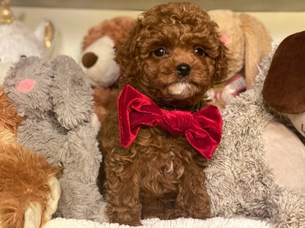 Mistletoe - Micro Cavapoo Boy - Image 19