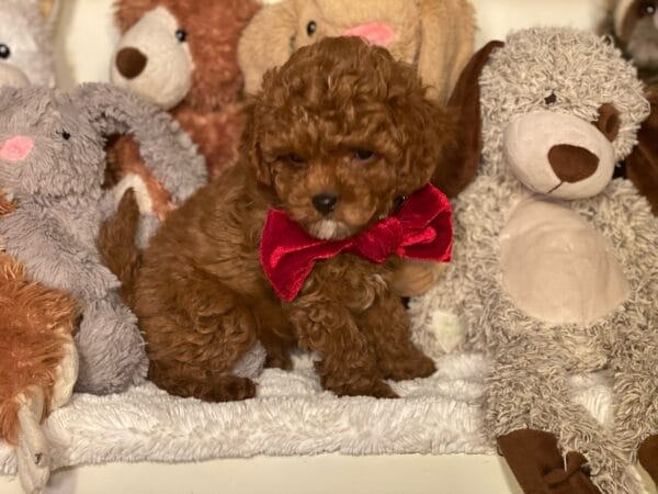 Mistletoe - Micro Cavapoo Boy - Image 20