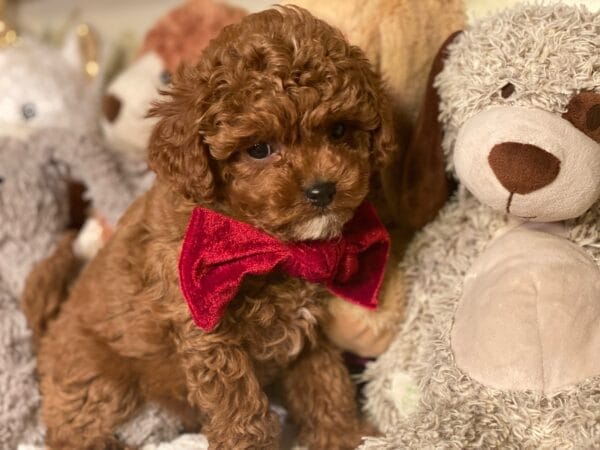 Mistletoe - Micro Cavapoo Boy - Image 21