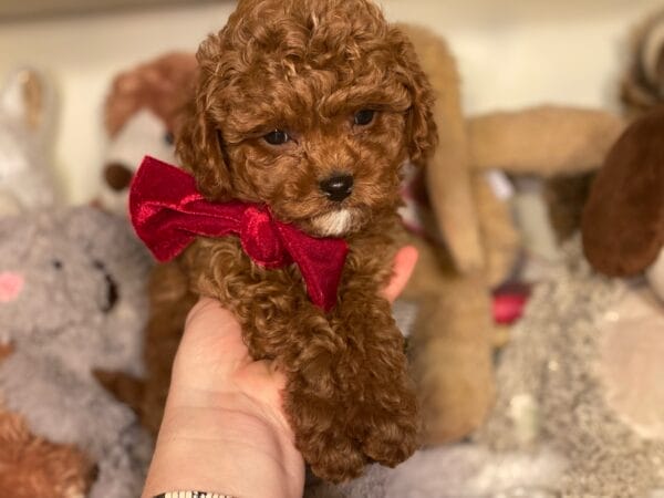 Mistletoe - Micro Cavapoo Boy - Image 16