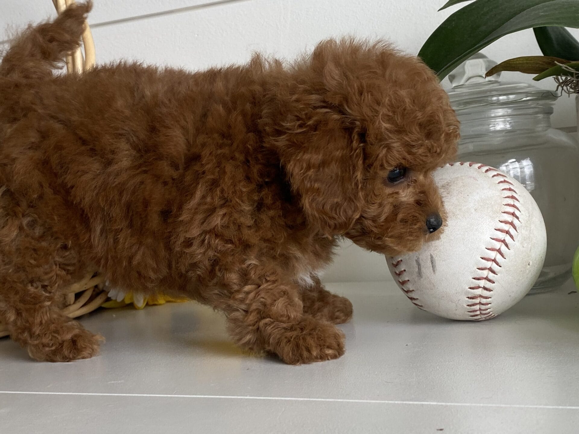 Luke - Teacup Goldendoodle Boy - Image 26