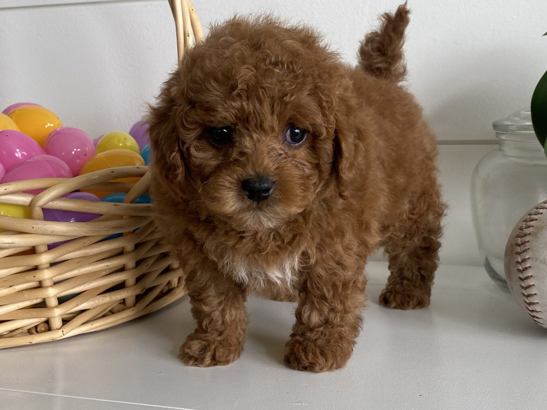 Luke - Teacup Goldendoodle Boy - Image 23