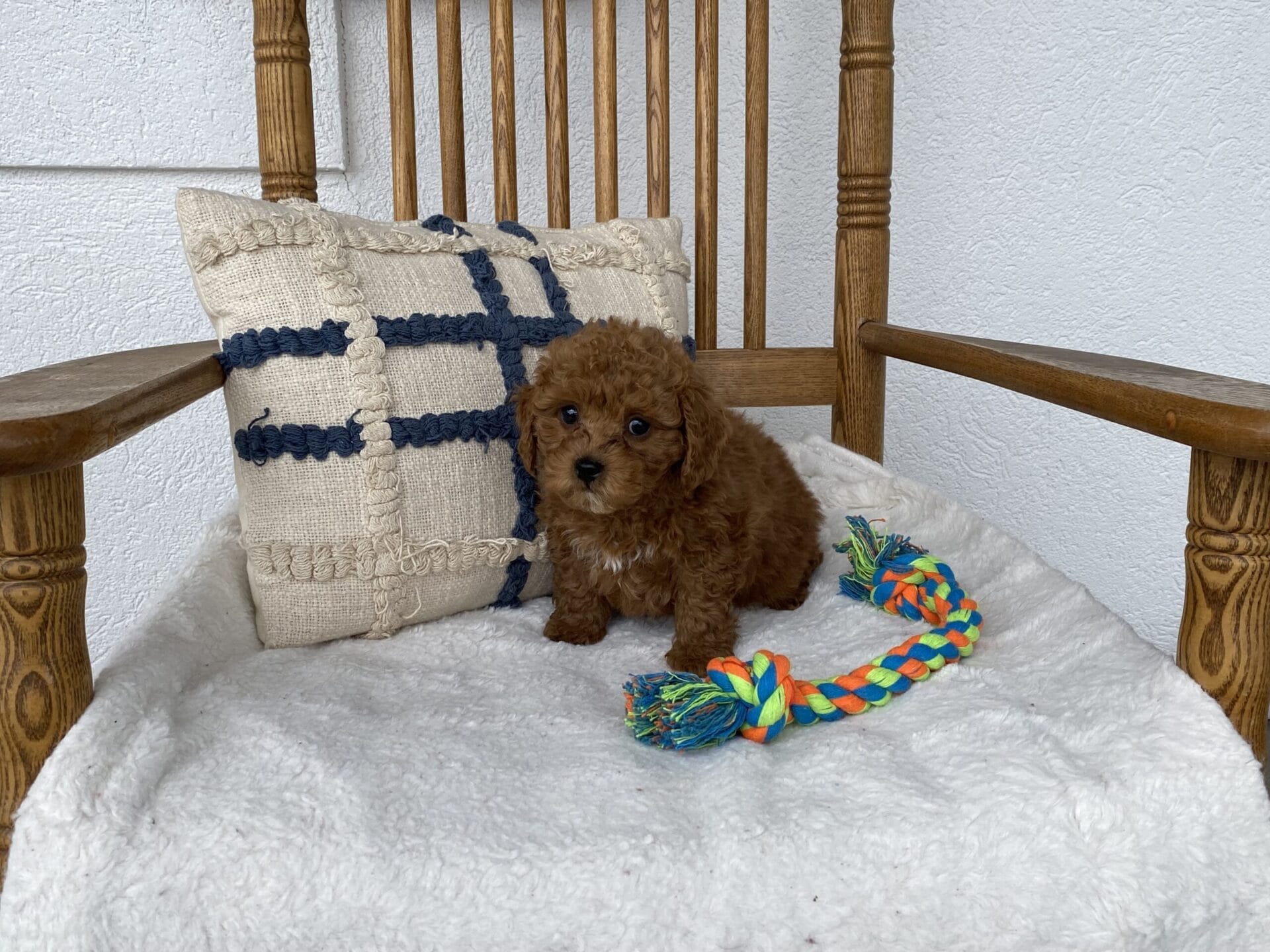 Luke - Teacup Goldendoodle Boy - Image 31