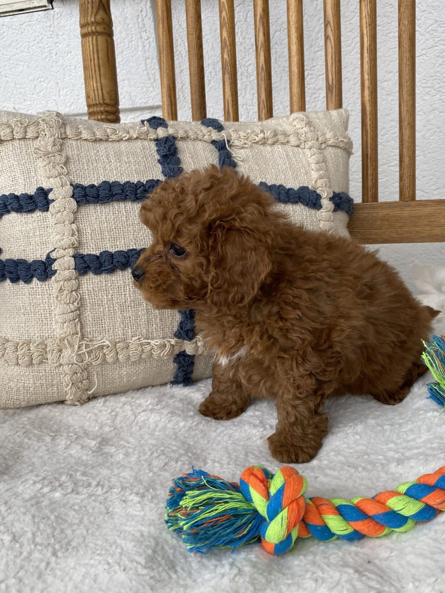 Luke - Teacup Goldendoodle Boy - Image 30