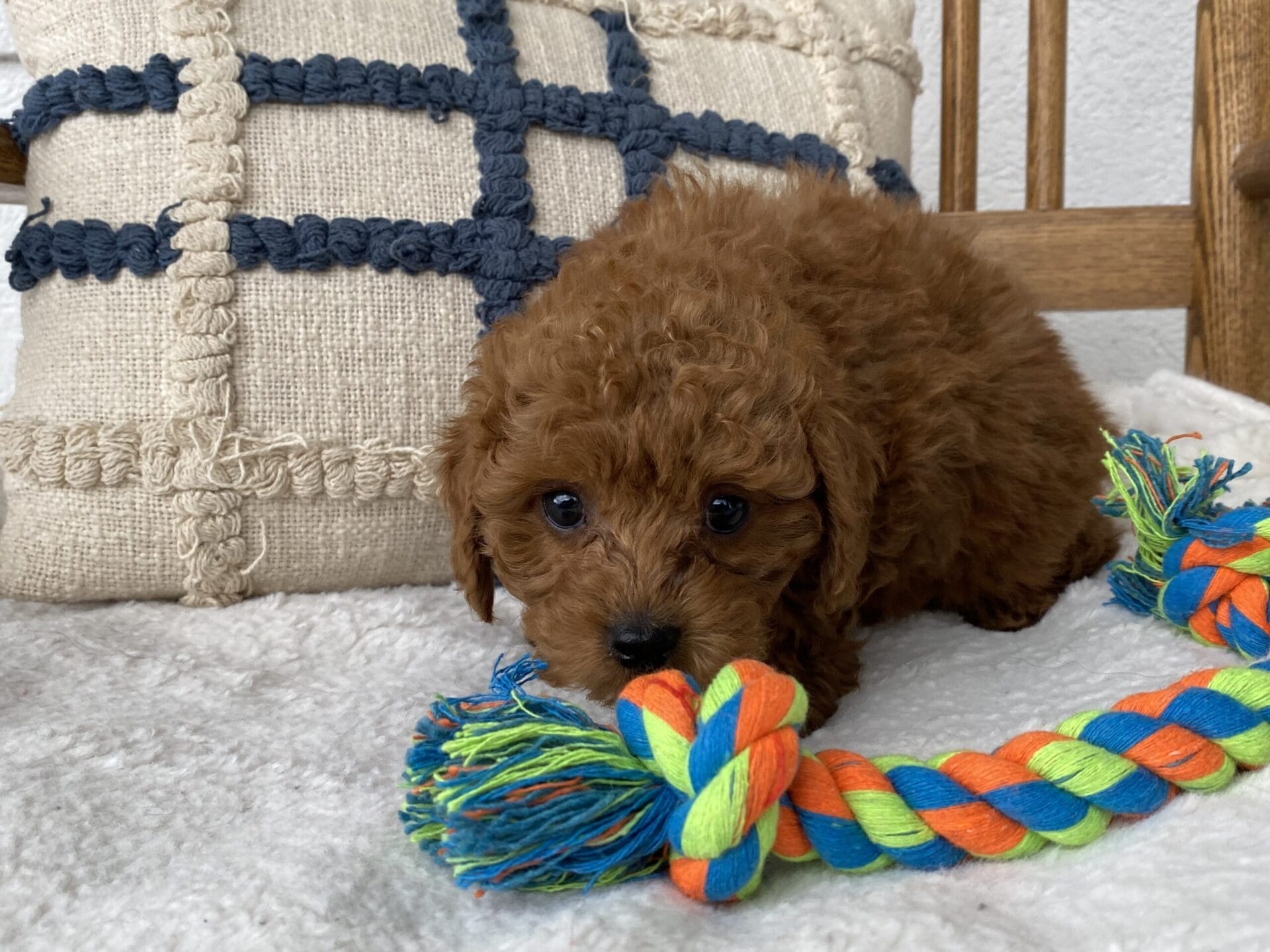 Luke - Teacup Goldendoodle Boy - Image 28