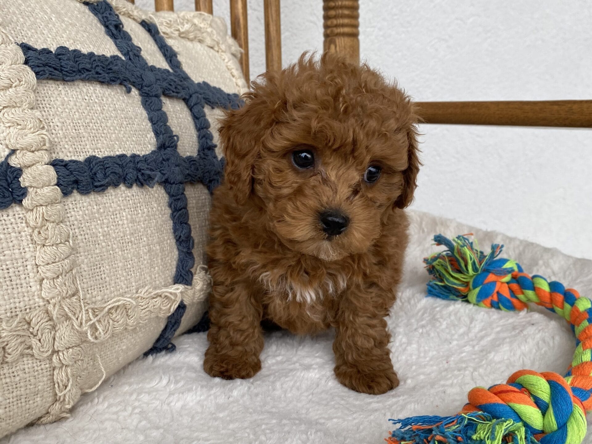 Luke - Teacup Goldendoodle Boy - Image 27