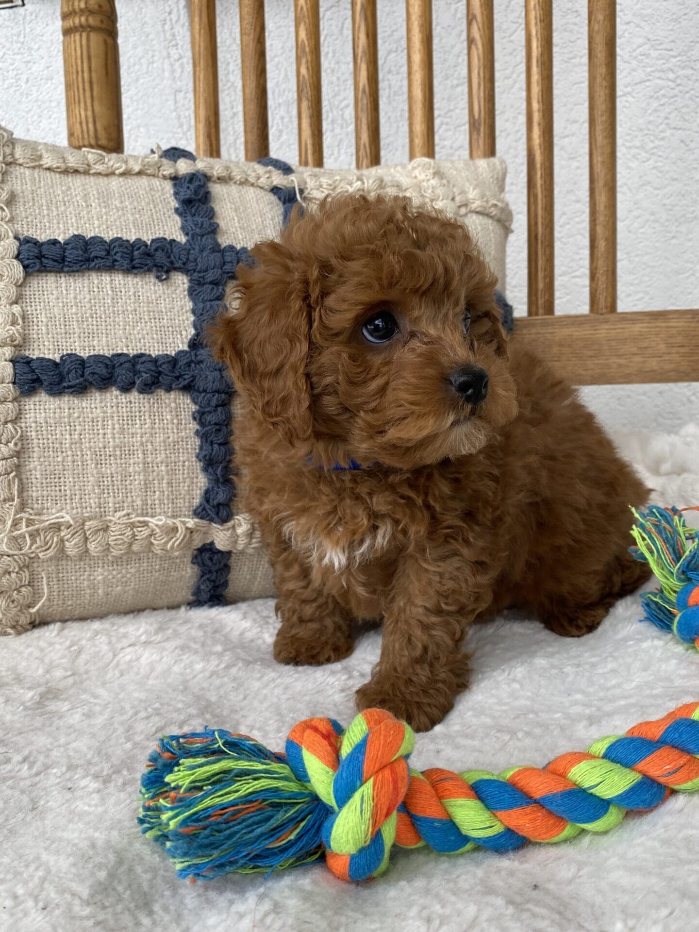 Luke - Teacup Goldendoodle Boy