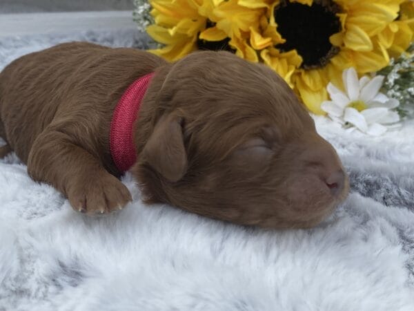 TEACUP GOLDENDOODLE PUPPIES, Precious Doodle Dogs, Teacup Doodle Dogs, Goldendoodle, Doodle Dog, Golden Doodles, Goldendoodle for sale, Goldendoodle puppies for sale, Miniature goldendoodle, goldendoodle puppies, mini goldendoodle, mini puppies, mini goldendoodle size, Mini Doodle Dogs, f1 goldendoodle, golden retriever poodle, chocolate goldendoodle, small doodles, goldendoodle temperament, goldendoodle colors, goldendoodle price, white goldendoodle, f2 goldendoodle, mini goldendoodle price, mini goldendoodle full grown, f1 mini goldendoodle, f1b goldendoodle, parti goldendoodle, goldendoodles near me, english goldendoodle, australian goldendoodle, red goldendoodle, doodle breeds, brown goldendoodle, goldendoodle cost, adult mini goldendoodle, golden noodle dog, doodle dog breeds, miniature golden doodle, miniature puppies, golden retriever poodle mix, A Star is Born, A star is born goldendoodle, a star is born dog, Bradley Cooper's Dog, Bradley Cooper Dog, Bradley Cooper's Goldendoodle, arizona goldendoodles, goldendoodle training, goldendoodle size, how big do mini goldendoodles get, goldendoodle full grown, baby goldendoodle, goldendoodle houston, golden doodles for sale, adult goldendoodle, apricot goldendoodle, goldendoodle grooming, mini golden doodles, goldendoodle shedding, f2b goldendoodle, goldendoodle hypoallergenic, goldendoodle names, english cream goldendoodle, golden retriever and poodle mix, mini goldendoodle puppies, micro goldendoodle, mini goldendoodle puppies for sale, miniature goldendoodle for sale, goldendoodle puppies for adoption, teddy bear goldendoodle, mini goldendoodle rescue, medium goldendoodle, black goldendoodle, mini goldendoodle for sale near me, goldendoodle puppies for sale near me, mini doodle, doodle puppies, mini goldendoodle for sale, goldendoodle breeders near me, miniature goldendoodle for sale near me, toy goldendoodle, petite goldendoodle, golden doodle dog, miniature goldendoodle puppies, mini goldendoodle puppies for sale near me, goldendoodles for sale near me, mini goldedoodle breeders, goldendoodle adoption, f1b mini goldendoodle, small goldendoodle, teacup goldendoodle, goldendoodle puppies near me, goldendoodle breeders, how to groom a goldendoodle, great doodle puppies, golden doodle mix, goldendoodle tampa, goldendoodle facts, white doodle dog, white goldendoodle puppy, mini goldendoodle maryland, country mini doodles, goldendoodle los angeles, toy labradoodle puppies for sale, types of goldendoodles, mini golden retriever puppies, golden goldendoodle, mini golden retriever puppies for sale, miniature australian goldendoodle, goldendoodle sacramento, goldendoodle omaha, labradoodle goldendoodle, f1 medium goldendoodle, BEST goldendoodles, pictures of mini goldendoodles, teacup goldendoodle full grown, micro mini goldendoodle full grown, toy goldendoodle price, goldendoodle chicago, retriever doodle, teacup goldendoodle puppies for sale, cute goldendoodle, mini teddy bear puppies, miniature goldendoodle full grown, f2 mini goldendoodle, goldendoodle spokane, mini goldendoodle chicago, micro mini goldendoodle, how nbig do miniature goldendoodles get, brown mini goldendoodle, mini doodle breeds, poodle doodle dog, what is a mini goldendoodle, black mini goldendoodle, mini irish doodle puppies for sale, f1b goldendoodle size, toy golden doodles, chocolate brown goldendoodle puppies for sale, petite goldendoodle full grown, goldendoodle behavior, american goldendoodle, f1b medium goldendoodle, goldendoodle puppy cost, cute goldendoodle puppies, goldendoodle indianapolis, teddy goldendoodle, mini goldendoodle weight, teddy bear golden doodles, f1b goldendoodle puppies for sale, miniature goldendoodle size, chocolate goldendoodle puppy, english cream mini goldendoodle, doodle puppies near me, red miniature goldendoodle, cream goldendoodle, goldendoodle puppy cut, mini goldendoodle hypoallergenic, dog breed goldendoodle, goldendoodle poodle mixes, goldendoodle allergies, goldendoodle info, sandy ridge goldendoodles, lakeshore goldendoodles, toy goldendoodle puppies for sale, labradoodle and goldendoodle, goldendoodle las vegas, goldendoodle phoenix, doodle breeders near me, miniature goldendoodle weight, black and white goldendoodle, sarasota goldendoodles, mini goldendoodle dallas, a goldendoodle, what is a goldendoodle, goldendoodle dallas, mini golden doodles for sale, ginger doodle puppy, how much does a mini goldendoodle cost, goldendoodle san antonio, goldendoodle photos, goldendoodle cuts, chocolate mini goldendoodle, all about goldendoodles, goldendoodle cincinnati, black doodle dog, goldendoodle weight, miniature goldendoodle breeders, goldendoodle information, miniature goldendoodle puppies for sale, doodle puppies for sale near me, black labradoodle puppies for sale, goldendoodle seattle, golden doodles near me, teacup goldendoodle for sale, golden retriever poodle puppy, goldendoodle rochester ny, goldendoodle and poodle mix, akc goldendoodle, goldendoodle kansas city, mini goldendoodle facts, goldendoodle austin, goldendoodle doodle, goldendoodle tulsa, curly goldendoodle, brown goldendoodle puppies, f1b labradoodle puppies for sale, red mini goldendoodle, goldendoodle poodle, chocolate goldendoodle for sale, tiny goldendoodle, goldendoodle puppies breeders, english goldendoodle puppies for sale, mini golden labradoodle, f1b mini teddy bear goldendoodles, red goldendoodle puppies for sale, miniature golden retriever breeders, f1 goldendoodles for sale, teacup goldendoodle puppies, toy mini goldendoodle, xs petite goldendoodle, f2 goldendoodle puppies for sale, mini goldendoodle cost, black goldendoodle for sale, english teddy bear goldendoodle, small doodle dogs, goldendoodle nashville, english goldendoodle puppies, golden retriever poodle mix for sale, red goldendoodle puppy, parti goldendoodles for sale, english cream goldendoodles for sale, doodle puppies for sale, golden retriever poodle mix puppies, goldendoodle tucson, f1b mini goldendoodle puppies for sale, mini goldendoodle breeders northeast, teddy bear goldendoodle, toy goldendoodle rescue, petite mini goldendoodle, goldendoodle stuff, mini goldendoodles near me, teddy bear goldendoodle puppies, f1 goldendoodle puppies, teddy bear goldendoodles for sale, silver goldendoodle, buy goldendoodle, mini golden doodle dog, teddy bear goldendoodles mini, micro mini goldendoodle puppies for sale, goldendoodle dogs for sale, best goldendoodle breeders, chocolate goldendoodle puppies for sale, doodle dogs for sale, toy goldendoodle puppies, mini doodle dog, toy goldendoodle breeders, doodles for sale, goldendoodle hypoallergenic dog, mini goldendoodle breeders near me, english goldendoodle breeders, f1b mini goldendoodle for sale, teacup goldendoodle price, petite goldendoodle for sale, mini english goldendoodle, mini goldendoodle info, miniature goldendoodle puppies for sale near me, black goldendoodle puppies for sale, f1 goldendoodle puppies for sale, Teacup Goldendoodles AL, Teacup Goldendoodles AK, Teacup Goldendoodles AZ, Teacup Goldendoodles AR, Teacup Goldendoodles CA, Teacup Goldendoodles CO, Teacup Goldendoodles CT, Teacup Goldendoodles DE, Teacup Goldendoodles FL, Teacup Goldendoodles GA, Teacup Goldendoodles HI, Teacup Goldendoodles ID, Teacup Goldendoodles IL, Teacup Goldendoodles IN, Teacup Goldendoodles IA, Teacup Goldendoodles KS, Teacup Goldendoodles KY, Teacup Goldendoodles LA, Teacup Goldendoodles ME, Teacup Goldendoodles MD, Teacup Goldendoodles MA, Teacup Goldendoodles MI, Teacup Goldendoodles MN, Teacup Goldendoodles MS, Teacup Goldendoodles MO, Teacup Goldendoodles MT, Teacup Goldendoodles NE, Teacup Goldendoodles NV, Teacup Goldendoodles NH, Teacup Goldendoodles NJ, Teacup Goldendoodles NM, Teacup Goldendoodles NY, Teacup Goldendoodles NC, Teacup Goldendoodles ND, Teacup Goldendoodles OH, Teacup Goldendoodles OK, Teacup Goldendoodles OR, Teacup Goldendoodles PA, Teacup Goldendoodles RI, Teacup Goldendoodles SC, Teacup Goldendoodles SD, Teacup Goldendoodles TN, Teacup Goldendoodles TX, Teacup Goldendoodles UT, Teacup Goldendoodles VT, Teacup Goldendoodles VA, Teacup Goldendoodles WA, Teacup Goldendoodles WV, Teacup Goldendoodles WI, Teacup Goldendoodles WY,