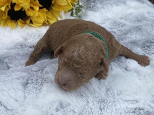 TEACUP GOLDENDOODLE PUPPIES, Precious Doodle Dogs, Teacup Doodle Dogs, Goldendoodle, Doodle Dog, Golden Doodles, Goldendoodle for sale, Goldendoodle puppies for sale, Miniature goldendoodle, goldendoodle puppies, mini goldendoodle, mini puppies, mini goldendoodle size, Mini Doodle Dogs, f1 goldendoodle, golden retriever poodle, chocolate goldendoodle, small doodles, goldendoodle temperament, goldendoodle colors, goldendoodle price, white goldendoodle, f2 goldendoodle, mini goldendoodle price, mini goldendoodle full grown, f1 mini goldendoodle, f1b goldendoodle, parti goldendoodle, goldendoodles near me, english goldendoodle, australian goldendoodle, red goldendoodle, doodle breeds, brown goldendoodle, goldendoodle cost, adult mini goldendoodle, golden noodle dog, doodle dog breeds, miniature golden doodle, miniature puppies, golden retriever poodle mix, A Star is Born, A star is born goldendoodle, a star is born dog, Bradley Cooper's Dog, Bradley Cooper Dog, Bradley Cooper's Goldendoodle, arizona goldendoodles, goldendoodle training, goldendoodle size, how big do mini goldendoodles get, goldendoodle full grown, baby goldendoodle, goldendoodle houston, golden doodles for sale, adult goldendoodle, apricot goldendoodle, goldendoodle grooming, mini golden doodles, goldendoodle shedding, f2b goldendoodle, goldendoodle hypoallergenic, goldendoodle names, english cream goldendoodle, golden retriever and poodle mix, mini goldendoodle puppies, micro goldendoodle, mini goldendoodle puppies for sale, miniature goldendoodle for sale, goldendoodle puppies for adoption, teddy bear goldendoodle, mini goldendoodle rescue, medium goldendoodle, black goldendoodle, mini goldendoodle for sale near me, goldendoodle puppies for sale near me, mini doodle, doodle puppies, mini goldendoodle for sale, goldendoodle breeders near me, miniature goldendoodle for sale near me, toy goldendoodle, petite goldendoodle, golden doodle dog, miniature goldendoodle puppies, mini goldendoodle puppies for sale near me, goldendoodles for sale near me, mini goldedoodle breeders, goldendoodle adoption, f1b mini goldendoodle, small goldendoodle, teacup goldendoodle, goldendoodle puppies near me, goldendoodle breeders, how to groom a goldendoodle, great doodle puppies, golden doodle mix, goldendoodle tampa, goldendoodle facts, white doodle dog, white goldendoodle puppy, mini goldendoodle maryland, country mini doodles, goldendoodle los angeles, toy labradoodle puppies for sale, types of goldendoodles, mini golden retriever puppies, golden goldendoodle, mini golden retriever puppies for sale, miniature australian goldendoodle, goldendoodle sacramento, goldendoodle omaha, labradoodle goldendoodle, f1 medium goldendoodle, BEST goldendoodles, pictures of mini goldendoodles, teacup goldendoodle full grown, micro mini goldendoodle full grown, toy goldendoodle price, goldendoodle chicago, retriever doodle, teacup goldendoodle puppies for sale, cute goldendoodle, mini teddy bear puppies, miniature goldendoodle full grown, f2 mini goldendoodle, goldendoodle spokane, mini goldendoodle chicago, micro mini goldendoodle, how nbig do miniature goldendoodles get, brown mini goldendoodle, mini doodle breeds, poodle doodle dog, what is a mini goldendoodle, black mini goldendoodle, mini irish doodle puppies for sale, f1b goldendoodle size, toy golden doodles, chocolate brown goldendoodle puppies for sale, petite goldendoodle full grown, goldendoodle behavior, american goldendoodle, f1b medium goldendoodle, goldendoodle puppy cost, cute goldendoodle puppies, goldendoodle indianapolis, teddy goldendoodle, mini goldendoodle weight, teddy bear golden doodles, f1b goldendoodle puppies for sale, miniature goldendoodle size, chocolate goldendoodle puppy, english cream mini goldendoodle, doodle puppies near me, red miniature goldendoodle, cream goldendoodle, goldendoodle puppy cut, mini goldendoodle hypoallergenic, dog breed goldendoodle, goldendoodle poodle mixes, goldendoodle allergies, goldendoodle info, sandy ridge goldendoodles, lakeshore goldendoodles, toy goldendoodle puppies for sale, labradoodle and goldendoodle, goldendoodle las vegas, goldendoodle phoenix, doodle breeders near me, miniature goldendoodle weight, black and white goldendoodle, sarasota goldendoodles, mini goldendoodle dallas, a goldendoodle, what is a goldendoodle, goldendoodle dallas, mini golden doodles for sale, ginger doodle puppy, how much does a mini goldendoodle cost, goldendoodle san antonio, goldendoodle photos, goldendoodle cuts, chocolate mini goldendoodle, all about goldendoodles, goldendoodle cincinnati, black doodle dog, goldendoodle weight, miniature goldendoodle breeders, goldendoodle information, miniature goldendoodle puppies for sale, doodle puppies for sale near me, black labradoodle puppies for sale, goldendoodle seattle, golden doodles near me, teacup goldendoodle for sale, golden retriever poodle puppy, goldendoodle rochester ny, goldendoodle and poodle mix, akc goldendoodle, goldendoodle kansas city, mini goldendoodle facts, goldendoodle austin, goldendoodle doodle, goldendoodle tulsa, curly goldendoodle, brown goldendoodle puppies, f1b labradoodle puppies for sale, red mini goldendoodle, goldendoodle poodle, chocolate goldendoodle for sale, tiny goldendoodle, goldendoodle puppies breeders, english goldendoodle puppies for sale, mini golden labradoodle, f1b mini teddy bear goldendoodles, red goldendoodle puppies for sale, miniature golden retriever breeders, f1 goldendoodles for sale, teacup goldendoodle puppies, toy mini goldendoodle, xs petite goldendoodle, f2 goldendoodle puppies for sale, mini goldendoodle cost, black goldendoodle for sale, english teddy bear goldendoodle, small doodle dogs, goldendoodle nashville, english goldendoodle puppies, golden retriever poodle mix for sale, red goldendoodle puppy, parti goldendoodles for sale, english cream goldendoodles for sale, doodle puppies for sale, golden retriever poodle mix puppies, goldendoodle tucson, f1b mini goldendoodle puppies for sale, mini goldendoodle breeders northeast, teddy bear goldendoodle, toy goldendoodle rescue, petite mini goldendoodle, goldendoodle stuff, mini goldendoodles near me, teddy bear goldendoodle puppies, f1 goldendoodle puppies, teddy bear goldendoodles for sale, silver goldendoodle, buy goldendoodle, mini golden doodle dog, teddy bear goldendoodles mini, micro mini goldendoodle puppies for sale, goldendoodle dogs for sale, best goldendoodle breeders, chocolate goldendoodle puppies for sale, doodle dogs for sale, toy goldendoodle puppies, mini doodle dog, toy goldendoodle breeders, doodles for sale, goldendoodle hypoallergenic dog, mini goldendoodle breeders near me, english goldendoodle breeders, f1b mini goldendoodle for sale, teacup goldendoodle price, petite goldendoodle for sale, mini english goldendoodle, mini goldendoodle info, miniature goldendoodle puppies for sale near me, black goldendoodle puppies for sale, f1 goldendoodle puppies for sale, Teacup Goldendoodles AL, Teacup Goldendoodles AK, Teacup Goldendoodles AZ, Teacup Goldendoodles AR, Teacup Goldendoodles CA, Teacup Goldendoodles CO, Teacup Goldendoodles CT, Teacup Goldendoodles DE, Teacup Goldendoodles FL, Teacup Goldendoodles GA, Teacup Goldendoodles HI, Teacup Goldendoodles ID, Teacup Goldendoodles IL, Teacup Goldendoodles IN, Teacup Goldendoodles IA, Teacup Goldendoodles KS, Teacup Goldendoodles KY, Teacup Goldendoodles LA, Teacup Goldendoodles ME, Teacup Goldendoodles MD, Teacup Goldendoodles MA, Teacup Goldendoodles MI, Teacup Goldendoodles MN, Teacup Goldendoodles MS, Teacup Goldendoodles MO, Teacup Goldendoodles MT, Teacup Goldendoodles NE, Teacup Goldendoodles NV, Teacup Goldendoodles NH, Teacup Goldendoodles NJ, Teacup Goldendoodles NM, Teacup Goldendoodles NY, Teacup Goldendoodles NC, Teacup Goldendoodles ND, Teacup Goldendoodles OH, Teacup Goldendoodles OK, Teacup Goldendoodles OR, Teacup Goldendoodles PA, Teacup Goldendoodles RI, Teacup Goldendoodles SC, Teacup Goldendoodles SD, Teacup Goldendoodles TN, Teacup Goldendoodles TX, Teacup Goldendoodles UT, Teacup Goldendoodles VT, Teacup Goldendoodles VA, Teacup Goldendoodles WA, Teacup Goldendoodles WV, Teacup Goldendoodles WI, Teacup Goldendoodles WY,