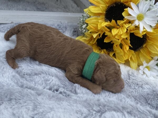 TEACUP GOLDENDOODLE PUPPIES, Precious Doodle Dogs, Teacup Doodle Dogs, Goldendoodle, Doodle Dog, Golden Doodles, Goldendoodle for sale, Goldendoodle puppies for sale, Miniature goldendoodle, goldendoodle puppies, mini goldendoodle, mini puppies, mini goldendoodle size, Mini Doodle Dogs, f1 goldendoodle, golden retriever poodle, chocolate goldendoodle, small doodles, goldendoodle temperament, goldendoodle colors, goldendoodle price, white goldendoodle, f2 goldendoodle, mini goldendoodle price, mini goldendoodle full grown, f1 mini goldendoodle, f1b goldendoodle, parti goldendoodle, goldendoodles near me, english goldendoodle, australian goldendoodle, red goldendoodle, doodle breeds, brown goldendoodle, goldendoodle cost, adult mini goldendoodle, golden noodle dog, doodle dog breeds, miniature golden doodle, miniature puppies, golden retriever poodle mix, A Star is Born, A star is born goldendoodle, a star is born dog, Bradley Cooper's Dog, Bradley Cooper Dog, Bradley Cooper's Goldendoodle, arizona goldendoodles, goldendoodle training, goldendoodle size, how big do mini goldendoodles get, goldendoodle full grown, baby goldendoodle, goldendoodle houston, golden doodles for sale, adult goldendoodle, apricot goldendoodle, goldendoodle grooming, mini golden doodles, goldendoodle shedding, f2b goldendoodle, goldendoodle hypoallergenic, goldendoodle names, english cream goldendoodle, golden retriever and poodle mix, mini goldendoodle puppies, micro goldendoodle, mini goldendoodle puppies for sale, miniature goldendoodle for sale, goldendoodle puppies for adoption, teddy bear goldendoodle, mini goldendoodle rescue, medium goldendoodle, black goldendoodle, mini goldendoodle for sale near me, goldendoodle puppies for sale near me, mini doodle, doodle puppies, mini goldendoodle for sale, goldendoodle breeders near me, miniature goldendoodle for sale near me, toy goldendoodle, petite goldendoodle, golden doodle dog, miniature goldendoodle puppies, mini goldendoodle puppies for sale near me, goldendoodles for sale near me, mini goldedoodle breeders, goldendoodle adoption, f1b mini goldendoodle, small goldendoodle, teacup goldendoodle, goldendoodle puppies near me, goldendoodle breeders, how to groom a goldendoodle, great doodle puppies, golden doodle mix, goldendoodle tampa, goldendoodle facts, white doodle dog, white goldendoodle puppy, mini goldendoodle maryland, country mini doodles, goldendoodle los angeles, toy labradoodle puppies for sale, types of goldendoodles, mini golden retriever puppies, golden goldendoodle, mini golden retriever puppies for sale, miniature australian goldendoodle, goldendoodle sacramento, goldendoodle omaha, labradoodle goldendoodle, f1 medium goldendoodle, BEST goldendoodles, pictures of mini goldendoodles, teacup goldendoodle full grown, micro mini goldendoodle full grown, toy goldendoodle price, goldendoodle chicago, retriever doodle, teacup goldendoodle puppies for sale, cute goldendoodle, mini teddy bear puppies, miniature goldendoodle full grown, f2 mini goldendoodle, goldendoodle spokane, mini goldendoodle chicago, micro mini goldendoodle, how nbig do miniature goldendoodles get, brown mini goldendoodle, mini doodle breeds, poodle doodle dog, what is a mini goldendoodle, black mini goldendoodle, mini irish doodle puppies for sale, f1b goldendoodle size, toy golden doodles, chocolate brown goldendoodle puppies for sale, petite goldendoodle full grown, goldendoodle behavior, american goldendoodle, f1b medium goldendoodle, goldendoodle puppy cost, cute goldendoodle puppies, goldendoodle indianapolis, teddy goldendoodle, mini goldendoodle weight, teddy bear golden doodles, f1b goldendoodle puppies for sale, miniature goldendoodle size, chocolate goldendoodle puppy, english cream mini goldendoodle, doodle puppies near me, red miniature goldendoodle, cream goldendoodle, goldendoodle puppy cut, mini goldendoodle hypoallergenic, dog breed goldendoodle, goldendoodle poodle mixes, goldendoodle allergies, goldendoodle info, sandy ridge goldendoodles, lakeshore goldendoodles, toy goldendoodle puppies for sale, labradoodle and goldendoodle, goldendoodle las vegas, goldendoodle phoenix, doodle breeders near me, miniature goldendoodle weight, black and white goldendoodle, sarasota goldendoodles, mini goldendoodle dallas, a goldendoodle, what is a goldendoodle, goldendoodle dallas, mini golden doodles for sale, ginger doodle puppy, how much does a mini goldendoodle cost, goldendoodle san antonio, goldendoodle photos, goldendoodle cuts, chocolate mini goldendoodle, all about goldendoodles, goldendoodle cincinnati, black doodle dog, goldendoodle weight, miniature goldendoodle breeders, goldendoodle information, miniature goldendoodle puppies for sale, doodle puppies for sale near me, black labradoodle puppies for sale, goldendoodle seattle, golden doodles near me, teacup goldendoodle for sale, golden retriever poodle puppy, goldendoodle rochester ny, goldendoodle and poodle mix, akc goldendoodle, goldendoodle kansas city, mini goldendoodle facts, goldendoodle austin, goldendoodle doodle, goldendoodle tulsa, curly goldendoodle, brown goldendoodle puppies, f1b labradoodle puppies for sale, red mini goldendoodle, goldendoodle poodle, chocolate goldendoodle for sale, tiny goldendoodle, goldendoodle puppies breeders, english goldendoodle puppies for sale, mini golden labradoodle, f1b mini teddy bear goldendoodles, red goldendoodle puppies for sale, miniature golden retriever breeders, f1 goldendoodles for sale, teacup goldendoodle puppies, toy mini goldendoodle, xs petite goldendoodle, f2 goldendoodle puppies for sale, mini goldendoodle cost, black goldendoodle for sale, english teddy bear goldendoodle, small doodle dogs, goldendoodle nashville, english goldendoodle puppies, golden retriever poodle mix for sale, red goldendoodle puppy, parti goldendoodles for sale, english cream goldendoodles for sale, doodle puppies for sale, golden retriever poodle mix puppies, goldendoodle tucson, f1b mini goldendoodle puppies for sale, mini goldendoodle breeders northeast, teddy bear goldendoodle, toy goldendoodle rescue, petite mini goldendoodle, goldendoodle stuff, mini goldendoodles near me, teddy bear goldendoodle puppies, f1 goldendoodle puppies, teddy bear goldendoodles for sale, silver goldendoodle, buy goldendoodle, mini golden doodle dog, teddy bear goldendoodles mini, micro mini goldendoodle puppies for sale, goldendoodle dogs for sale, best goldendoodle breeders, chocolate goldendoodle puppies for sale, doodle dogs for sale, toy goldendoodle puppies, mini doodle dog, toy goldendoodle breeders, doodles for sale, goldendoodle hypoallergenic dog, mini goldendoodle breeders near me, english goldendoodle breeders, f1b mini goldendoodle for sale, teacup goldendoodle price, petite goldendoodle for sale, mini english goldendoodle, mini goldendoodle info, miniature goldendoodle puppies for sale near me, black goldendoodle puppies for sale, f1 goldendoodle puppies for sale, Teacup Goldendoodles AL, Teacup Goldendoodles AK, Teacup Goldendoodles AZ, Teacup Goldendoodles AR, Teacup Goldendoodles CA, Teacup Goldendoodles CO, Teacup Goldendoodles CT, Teacup Goldendoodles DE, Teacup Goldendoodles FL, Teacup Goldendoodles GA, Teacup Goldendoodles HI, Teacup Goldendoodles ID, Teacup Goldendoodles IL, Teacup Goldendoodles IN, Teacup Goldendoodles IA, Teacup Goldendoodles KS, Teacup Goldendoodles KY, Teacup Goldendoodles LA, Teacup Goldendoodles ME, Teacup Goldendoodles MD, Teacup Goldendoodles MA, Teacup Goldendoodles MI, Teacup Goldendoodles MN, Teacup Goldendoodles MS, Teacup Goldendoodles MO, Teacup Goldendoodles MT, Teacup Goldendoodles NE, Teacup Goldendoodles NV, Teacup Goldendoodles NH, Teacup Goldendoodles NJ, Teacup Goldendoodles NM, Teacup Goldendoodles NY, Teacup Goldendoodles NC, Teacup Goldendoodles ND, Teacup Goldendoodles OH, Teacup Goldendoodles OK, Teacup Goldendoodles OR, Teacup Goldendoodles PA, Teacup Goldendoodles RI, Teacup Goldendoodles SC, Teacup Goldendoodles SD, Teacup Goldendoodles TN, Teacup Goldendoodles TX, Teacup Goldendoodles UT, Teacup Goldendoodles VT, Teacup Goldendoodles VA, Teacup Goldendoodles WA, Teacup Goldendoodles WV, Teacup Goldendoodles WI, Teacup Goldendoodles WY,