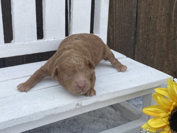 TEACUP GOLDENDOODLE PUPPIES, Precious Doodle Dogs, Teacup Doodle Dogs, Goldendoodle, Doodle Dog, Golden Doodles, Goldendoodle for sale, Goldendoodle puppies for sale, Miniature goldendoodle, goldendoodle puppies, mini goldendoodle, mini puppies, mini goldendoodle size, Mini Doodle Dogs, f1 goldendoodle, golden retriever poodle, chocolate goldendoodle, small doodles, goldendoodle temperament, goldendoodle colors, goldendoodle price, white goldendoodle, f2 goldendoodle, mini goldendoodle price, mini goldendoodle full grown, f1 mini goldendoodle, f1b goldendoodle, parti goldendoodle, goldendoodles near me, english goldendoodle, australian goldendoodle, red goldendoodle, doodle breeds, brown goldendoodle, goldendoodle cost, adult mini goldendoodle, golden noodle dog, doodle dog breeds, miniature golden doodle, miniature puppies, golden retriever poodle mix, A Star is Born, A star is born goldendoodle, a star is born dog, Bradley Cooper's Dog, Bradley Cooper Dog, Bradley Cooper's Goldendoodle, arizona goldendoodles, goldendoodle training, goldendoodle size, how big do mini goldendoodles get, goldendoodle full grown, baby goldendoodle, goldendoodle houston, golden doodles for sale, adult goldendoodle, apricot goldendoodle, goldendoodle grooming, mini golden doodles, goldendoodle shedding, f2b goldendoodle, goldendoodle hypoallergenic, goldendoodle names, english cream goldendoodle, golden retriever and poodle mix, mini goldendoodle puppies, micro goldendoodle, mini goldendoodle puppies for sale, miniature goldendoodle for sale, goldendoodle puppies for adoption, teddy bear goldendoodle, mini goldendoodle rescue, medium goldendoodle, black goldendoodle, mini goldendoodle for sale near me, goldendoodle puppies for sale near me, mini doodle, doodle puppies, mini goldendoodle for sale, goldendoodle breeders near me, miniature goldendoodle for sale near me, toy goldendoodle, petite goldendoodle, golden doodle dog, miniature goldendoodle puppies, mini goldendoodle puppies for sale near me, goldendoodles for sale near me, mini goldedoodle breeders, goldendoodle adoption, f1b mini goldendoodle, small goldendoodle, teacup goldendoodle, goldendoodle puppies near me, goldendoodle breeders, how to groom a goldendoodle, great doodle puppies, golden doodle mix, goldendoodle tampa, goldendoodle facts, white doodle dog, white goldendoodle puppy, mini goldendoodle maryland, country mini doodles, goldendoodle los angeles, toy labradoodle puppies for sale, types of goldendoodles, mini golden retriever puppies, golden goldendoodle, mini golden retriever puppies for sale, miniature australian goldendoodle, goldendoodle sacramento, goldendoodle omaha, labradoodle goldendoodle, f1 medium goldendoodle, BEST goldendoodles, pictures of mini goldendoodles, teacup goldendoodle full grown, micro mini goldendoodle full grown, toy goldendoodle price, goldendoodle chicago, retriever doodle, teacup goldendoodle puppies for sale, cute goldendoodle, mini teddy bear puppies, miniature goldendoodle full grown, f2 mini goldendoodle, goldendoodle spokane, mini goldendoodle chicago, micro mini goldendoodle, how nbig do miniature goldendoodles get, brown mini goldendoodle, mini doodle breeds, poodle doodle dog, what is a mini goldendoodle, black mini goldendoodle, mini irish doodle puppies for sale, f1b goldendoodle size, toy golden doodles, chocolate brown goldendoodle puppies for sale, petite goldendoodle full grown, goldendoodle behavior, american goldendoodle, f1b medium goldendoodle, goldendoodle puppy cost, cute goldendoodle puppies, goldendoodle indianapolis, teddy goldendoodle, mini goldendoodle weight, teddy bear golden doodles, f1b goldendoodle puppies for sale, miniature goldendoodle size, chocolate goldendoodle puppy, english cream mini goldendoodle, doodle puppies near me, red miniature goldendoodle, cream goldendoodle, goldendoodle puppy cut, mini goldendoodle hypoallergenic, dog breed goldendoodle, goldendoodle poodle mixes, goldendoodle allergies, goldendoodle info, sandy ridge goldendoodles, lakeshore goldendoodles, toy goldendoodle puppies for sale, labradoodle and goldendoodle, goldendoodle las vegas, goldendoodle phoenix, doodle breeders near me, miniature goldendoodle weight, black and white goldendoodle, sarasota goldendoodles, mini goldendoodle dallas, a goldendoodle, what is a goldendoodle, goldendoodle dallas, mini golden doodles for sale, ginger doodle puppy, how much does a mini goldendoodle cost, goldendoodle san antonio, goldendoodle photos, goldendoodle cuts, chocolate mini goldendoodle, all about goldendoodles, goldendoodle cincinnati, black doodle dog, goldendoodle weight, miniature goldendoodle breeders, goldendoodle information, miniature goldendoodle puppies for sale, doodle puppies for sale near me, black labradoodle puppies for sale, goldendoodle seattle, golden doodles near me, teacup goldendoodle for sale, golden retriever poodle puppy, goldendoodle rochester ny, goldendoodle and poodle mix, akc goldendoodle, goldendoodle kansas city, mini goldendoodle facts, goldendoodle austin, goldendoodle doodle, goldendoodle tulsa, curly goldendoodle, brown goldendoodle puppies, f1b labradoodle puppies for sale, red mini goldendoodle, goldendoodle poodle, chocolate goldendoodle for sale, tiny goldendoodle, goldendoodle puppies breeders, english goldendoodle puppies for sale, mini golden labradoodle, f1b mini teddy bear goldendoodles, red goldendoodle puppies for sale, miniature golden retriever breeders, f1 goldendoodles for sale, teacup goldendoodle puppies, toy mini goldendoodle, xs petite goldendoodle, f2 goldendoodle puppies for sale, mini goldendoodle cost, black goldendoodle for sale, english teddy bear goldendoodle, small doodle dogs, goldendoodle nashville, english goldendoodle puppies, golden retriever poodle mix for sale, red goldendoodle puppy, parti goldendoodles for sale, english cream goldendoodles for sale, doodle puppies for sale, golden retriever poodle mix puppies, goldendoodle tucson, f1b mini goldendoodle puppies for sale, mini goldendoodle breeders northeast, teddy bear goldendoodle, toy goldendoodle rescue, petite mini goldendoodle, goldendoodle stuff, mini goldendoodles near me, teddy bear goldendoodle puppies, f1 goldendoodle puppies, teddy bear goldendoodles for sale, silver goldendoodle, buy goldendoodle, mini golden doodle dog, teddy bear goldendoodles mini, micro mini goldendoodle puppies for sale, goldendoodle dogs for sale, best goldendoodle breeders, chocolate goldendoodle puppies for sale, doodle dogs for sale, toy goldendoodle puppies, mini doodle dog, toy goldendoodle breeders, doodles for sale, goldendoodle hypoallergenic dog, mini goldendoodle breeders near me, english goldendoodle breeders, f1b mini goldendoodle for sale, teacup goldendoodle price, petite goldendoodle for sale, mini english goldendoodle, mini goldendoodle info, miniature goldendoodle puppies for sale near me, black goldendoodle puppies for sale, f1 goldendoodle puppies for sale, Teacup Goldendoodles AL, Teacup Goldendoodles AK, Teacup Goldendoodles AZ, Teacup Goldendoodles AR, Teacup Goldendoodles CA, Teacup Goldendoodles CO, Teacup Goldendoodles CT, Teacup Goldendoodles DE, Teacup Goldendoodles FL, Teacup Goldendoodles GA, Teacup Goldendoodles HI, Teacup Goldendoodles ID, Teacup Goldendoodles IL, Teacup Goldendoodles IN, Teacup Goldendoodles IA, Teacup Goldendoodles KS, Teacup Goldendoodles KY, Teacup Goldendoodles LA, Teacup Goldendoodles ME, Teacup Goldendoodles MD, Teacup Goldendoodles MA, Teacup Goldendoodles MI, Teacup Goldendoodles MN, Teacup Goldendoodles MS, Teacup Goldendoodles MO, Teacup Goldendoodles MT, Teacup Goldendoodles NE, Teacup Goldendoodles NV, Teacup Goldendoodles NH, Teacup Goldendoodles NJ, Teacup Goldendoodles NM, Teacup Goldendoodles NY, Teacup Goldendoodles NC, Teacup Goldendoodles ND, Teacup Goldendoodles OH, Teacup Goldendoodles OK, Teacup Goldendoodles OR, Teacup Goldendoodles PA, Teacup Goldendoodles RI, Teacup Goldendoodles SC, Teacup Goldendoodles SD, Teacup Goldendoodles TN, Teacup Goldendoodles TX, Teacup Goldendoodles UT, Teacup Goldendoodles VT, Teacup Goldendoodles VA, Teacup Goldendoodles WA, Teacup Goldendoodles WV, Teacup Goldendoodles WI, Teacup Goldendoodles WY,