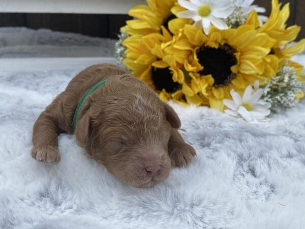 TEACUP GOLDENDOODLE PUPPIES, Precious Doodle Dogs, Teacup Doodle Dogs, Goldendoodle, Doodle Dog, Golden Doodles, Goldendoodle for sale, Goldendoodle puppies for sale, Miniature goldendoodle, goldendoodle puppies, mini goldendoodle, mini puppies, mini goldendoodle size, Mini Doodle Dogs, f1 goldendoodle, golden retriever poodle, chocolate goldendoodle, small doodles, goldendoodle temperament, goldendoodle colors, goldendoodle price, white goldendoodle, f2 goldendoodle, mini goldendoodle price, mini goldendoodle full grown, f1 mini goldendoodle, f1b goldendoodle, parti goldendoodle, goldendoodles near me, english goldendoodle, australian goldendoodle, red goldendoodle, doodle breeds, brown goldendoodle, goldendoodle cost, adult mini goldendoodle, golden noodle dog, doodle dog breeds, miniature golden doodle, miniature puppies, golden retriever poodle mix, A Star is Born, A star is born goldendoodle, a star is born dog, Bradley Cooper's Dog, Bradley Cooper Dog, Bradley Cooper's Goldendoodle, arizona goldendoodles, goldendoodle training, goldendoodle size, how big do mini goldendoodles get, goldendoodle full grown, baby goldendoodle, goldendoodle houston, golden doodles for sale, adult goldendoodle, apricot goldendoodle, goldendoodle grooming, mini golden doodles, goldendoodle shedding, f2b goldendoodle, goldendoodle hypoallergenic, goldendoodle names, english cream goldendoodle, golden retriever and poodle mix, mini goldendoodle puppies, micro goldendoodle, mini goldendoodle puppies for sale, miniature goldendoodle for sale, goldendoodle puppies for adoption, teddy bear goldendoodle, mini goldendoodle rescue, medium goldendoodle, black goldendoodle, mini goldendoodle for sale near me, goldendoodle puppies for sale near me, mini doodle, doodle puppies, mini goldendoodle for sale, goldendoodle breeders near me, miniature goldendoodle for sale near me, toy goldendoodle, petite goldendoodle, golden doodle dog, miniature goldendoodle puppies, mini goldendoodle puppies for sale near me, goldendoodles for sale near me, mini goldedoodle breeders, goldendoodle adoption, f1b mini goldendoodle, small goldendoodle, teacup goldendoodle, goldendoodle puppies near me, goldendoodle breeders, how to groom a goldendoodle, great doodle puppies, golden doodle mix, goldendoodle tampa, goldendoodle facts, white doodle dog, white goldendoodle puppy, mini goldendoodle maryland, country mini doodles, goldendoodle los angeles, toy labradoodle puppies for sale, types of goldendoodles, mini golden retriever puppies, golden goldendoodle, mini golden retriever puppies for sale, miniature australian goldendoodle, goldendoodle sacramento, goldendoodle omaha, labradoodle goldendoodle, f1 medium goldendoodle, BEST goldendoodles, pictures of mini goldendoodles, teacup goldendoodle full grown, micro mini goldendoodle full grown, toy goldendoodle price, goldendoodle chicago, retriever doodle, teacup goldendoodle puppies for sale, cute goldendoodle, mini teddy bear puppies, miniature goldendoodle full grown, f2 mini goldendoodle, goldendoodle spokane, mini goldendoodle chicago, micro mini goldendoodle, how nbig do miniature goldendoodles get, brown mini goldendoodle, mini doodle breeds, poodle doodle dog, what is a mini goldendoodle, black mini goldendoodle, mini irish doodle puppies for sale, f1b goldendoodle size, toy golden doodles, chocolate brown goldendoodle puppies for sale, petite goldendoodle full grown, goldendoodle behavior, american goldendoodle, f1b medium goldendoodle, goldendoodle puppy cost, cute goldendoodle puppies, goldendoodle indianapolis, teddy goldendoodle, mini goldendoodle weight, teddy bear golden doodles, f1b goldendoodle puppies for sale, miniature goldendoodle size, chocolate goldendoodle puppy, english cream mini goldendoodle, doodle puppies near me, red miniature goldendoodle, cream goldendoodle, goldendoodle puppy cut, mini goldendoodle hypoallergenic, dog breed goldendoodle, goldendoodle poodle mixes, goldendoodle allergies, goldendoodle info, sandy ridge goldendoodles, lakeshore goldendoodles, toy goldendoodle puppies for sale, labradoodle and goldendoodle, goldendoodle las vegas, goldendoodle phoenix, doodle breeders near me, miniature goldendoodle weight, black and white goldendoodle, sarasota goldendoodles, mini goldendoodle dallas, a goldendoodle, what is a goldendoodle, goldendoodle dallas, mini golden doodles for sale, ginger doodle puppy, how much does a mini goldendoodle cost, goldendoodle san antonio, goldendoodle photos, goldendoodle cuts, chocolate mini goldendoodle, all about goldendoodles, goldendoodle cincinnati, black doodle dog, goldendoodle weight, miniature goldendoodle breeders, goldendoodle information, miniature goldendoodle puppies for sale, doodle puppies for sale near me, black labradoodle puppies for sale, goldendoodle seattle, golden doodles near me, teacup goldendoodle for sale, golden retriever poodle puppy, goldendoodle rochester ny, goldendoodle and poodle mix, akc goldendoodle, goldendoodle kansas city, mini goldendoodle facts, goldendoodle austin, goldendoodle doodle, goldendoodle tulsa, curly goldendoodle, brown goldendoodle puppies, f1b labradoodle puppies for sale, red mini goldendoodle, goldendoodle poodle, chocolate goldendoodle for sale, tiny goldendoodle, goldendoodle puppies breeders, english goldendoodle puppies for sale, mini golden labradoodle, f1b mini teddy bear goldendoodles, red goldendoodle puppies for sale, miniature golden retriever breeders, f1 goldendoodles for sale, teacup goldendoodle puppies, toy mini goldendoodle, xs petite goldendoodle, f2 goldendoodle puppies for sale, mini goldendoodle cost, black goldendoodle for sale, english teddy bear goldendoodle, small doodle dogs, goldendoodle nashville, english goldendoodle puppies, golden retriever poodle mix for sale, red goldendoodle puppy, parti goldendoodles for sale, english cream goldendoodles for sale, doodle puppies for sale, golden retriever poodle mix puppies, goldendoodle tucson, f1b mini goldendoodle puppies for sale, mini goldendoodle breeders northeast, teddy bear goldendoodle, toy goldendoodle rescue, petite mini goldendoodle, goldendoodle stuff, mini goldendoodles near me, teddy bear goldendoodle puppies, f1 goldendoodle puppies, teddy bear goldendoodles for sale, silver goldendoodle, buy goldendoodle, mini golden doodle dog, teddy bear goldendoodles mini, micro mini goldendoodle puppies for sale, goldendoodle dogs for sale, best goldendoodle breeders, chocolate goldendoodle puppies for sale, doodle dogs for sale, toy goldendoodle puppies, mini doodle dog, toy goldendoodle breeders, doodles for sale, goldendoodle hypoallergenic dog, mini goldendoodle breeders near me, english goldendoodle breeders, f1b mini goldendoodle for sale, teacup goldendoodle price, petite goldendoodle for sale, mini english goldendoodle, mini goldendoodle info, miniature goldendoodle puppies for sale near me, black goldendoodle puppies for sale, f1 goldendoodle puppies for sale, Teacup Goldendoodles AL, Teacup Goldendoodles AK, Teacup Goldendoodles AZ, Teacup Goldendoodles AR, Teacup Goldendoodles CA, Teacup Goldendoodles CO, Teacup Goldendoodles CT, Teacup Goldendoodles DE, Teacup Goldendoodles FL, Teacup Goldendoodles GA, Teacup Goldendoodles HI, Teacup Goldendoodles ID, Teacup Goldendoodles IL, Teacup Goldendoodles IN, Teacup Goldendoodles IA, Teacup Goldendoodles KS, Teacup Goldendoodles KY, Teacup Goldendoodles LA, Teacup Goldendoodles ME, Teacup Goldendoodles MD, Teacup Goldendoodles MA, Teacup Goldendoodles MI, Teacup Goldendoodles MN, Teacup Goldendoodles MS, Teacup Goldendoodles MO, Teacup Goldendoodles MT, Teacup Goldendoodles NE, Teacup Goldendoodles NV, Teacup Goldendoodles NH, Teacup Goldendoodles NJ, Teacup Goldendoodles NM, Teacup Goldendoodles NY, Teacup Goldendoodles NC, Teacup Goldendoodles ND, Teacup Goldendoodles OH, Teacup Goldendoodles OK, Teacup Goldendoodles OR, Teacup Goldendoodles PA, Teacup Goldendoodles RI, Teacup Goldendoodles SC, Teacup Goldendoodles SD, Teacup Goldendoodles TN, Teacup Goldendoodles TX, Teacup Goldendoodles UT, Teacup Goldendoodles VT, Teacup Goldendoodles VA, Teacup Goldendoodles WA, Teacup Goldendoodles WV, Teacup Goldendoodles WI, Teacup Goldendoodles WY,