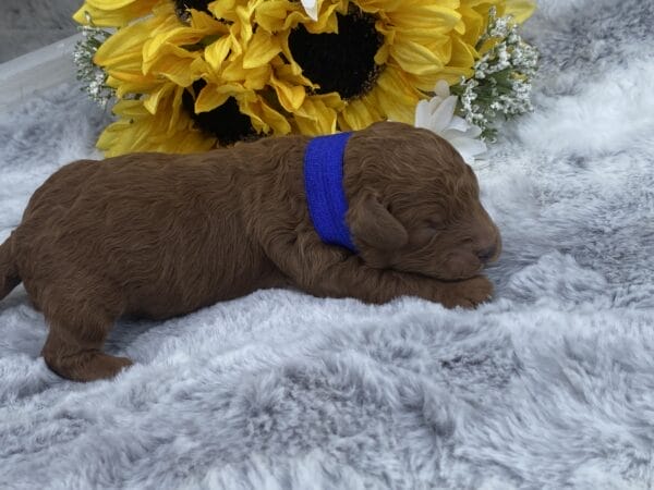 TEACUP GOLDENDOODLE PUPPIES, Precious Doodle Dogs, Teacup Doodle Dogs, Goldendoodle, Doodle Dog, Golden Doodles, Goldendoodle for sale, Goldendoodle puppies for sale, Miniature goldendoodle, goldendoodle puppies, mini goldendoodle, mini puppies, mini goldendoodle size, Mini Doodle Dogs, f1 goldendoodle, golden retriever poodle, chocolate goldendoodle, small doodles, goldendoodle temperament, goldendoodle colors, goldendoodle price, white goldendoodle, f2 goldendoodle, mini goldendoodle price, mini goldendoodle full grown, f1 mini goldendoodle, f1b goldendoodle, parti goldendoodle, goldendoodles near me, english goldendoodle, australian goldendoodle, red goldendoodle, doodle breeds, brown goldendoodle, goldendoodle cost, adult mini goldendoodle, golden noodle dog, doodle dog breeds, miniature golden doodle, miniature puppies, golden retriever poodle mix, A Star is Born, A star is born goldendoodle, a star is born dog, Bradley Cooper's Dog, Bradley Cooper Dog, Bradley Cooper's Goldendoodle, arizona goldendoodles, goldendoodle training, goldendoodle size, how big do mini goldendoodles get, goldendoodle full grown, baby goldendoodle, goldendoodle houston, golden doodles for sale, adult goldendoodle, apricot goldendoodle, goldendoodle grooming, mini golden doodles, goldendoodle shedding, f2b goldendoodle, goldendoodle hypoallergenic, goldendoodle names, english cream goldendoodle, golden retriever and poodle mix, mini goldendoodle puppies, micro goldendoodle, mini goldendoodle puppies for sale, miniature goldendoodle for sale, goldendoodle puppies for adoption, teddy bear goldendoodle, mini goldendoodle rescue, medium goldendoodle, black goldendoodle, mini goldendoodle for sale near me, goldendoodle puppies for sale near me, mini doodle, doodle puppies, mini goldendoodle for sale, goldendoodle breeders near me, miniature goldendoodle for sale near me, toy goldendoodle, petite goldendoodle, golden doodle dog, miniature goldendoodle puppies, mini goldendoodle puppies for sale near me, goldendoodles for sale near me, mini goldedoodle breeders, goldendoodle adoption, f1b mini goldendoodle, small goldendoodle, teacup goldendoodle, goldendoodle puppies near me, goldendoodle breeders, how to groom a goldendoodle, great doodle puppies, golden doodle mix, goldendoodle tampa, goldendoodle facts, white doodle dog, white goldendoodle puppy, mini goldendoodle maryland, country mini doodles, goldendoodle los angeles, toy labradoodle puppies for sale, types of goldendoodles, mini golden retriever puppies, golden goldendoodle, mini golden retriever puppies for sale, miniature australian goldendoodle, goldendoodle sacramento, goldendoodle omaha, labradoodle goldendoodle, f1 medium goldendoodle, BEST goldendoodles, pictures of mini goldendoodles, teacup goldendoodle full grown, micro mini goldendoodle full grown, toy goldendoodle price, goldendoodle chicago, retriever doodle, teacup goldendoodle puppies for sale, cute goldendoodle, mini teddy bear puppies, miniature goldendoodle full grown, f2 mini goldendoodle, goldendoodle spokane, mini goldendoodle chicago, micro mini goldendoodle, how nbig do miniature goldendoodles get, brown mini goldendoodle, mini doodle breeds, poodle doodle dog, what is a mini goldendoodle, black mini goldendoodle, mini irish doodle puppies for sale, f1b goldendoodle size, toy golden doodles, chocolate brown goldendoodle puppies for sale, petite goldendoodle full grown, goldendoodle behavior, american goldendoodle, f1b medium goldendoodle, goldendoodle puppy cost, cute goldendoodle puppies, goldendoodle indianapolis, teddy goldendoodle, mini goldendoodle weight, teddy bear golden doodles, f1b goldendoodle puppies for sale, miniature goldendoodle size, chocolate goldendoodle puppy, english cream mini goldendoodle, doodle puppies near me, red miniature goldendoodle, cream goldendoodle, goldendoodle puppy cut, mini goldendoodle hypoallergenic, dog breed goldendoodle, goldendoodle poodle mixes, goldendoodle allergies, goldendoodle info, sandy ridge goldendoodles, lakeshore goldendoodles, toy goldendoodle puppies for sale, labradoodle and goldendoodle, goldendoodle las vegas, goldendoodle phoenix, doodle breeders near me, miniature goldendoodle weight, black and white goldendoodle, sarasota goldendoodles, mini goldendoodle dallas, a goldendoodle, what is a goldendoodle, goldendoodle dallas, mini golden doodles for sale, ginger doodle puppy, how much does a mini goldendoodle cost, goldendoodle san antonio, goldendoodle photos, goldendoodle cuts, chocolate mini goldendoodle, all about goldendoodles, goldendoodle cincinnati, black doodle dog, goldendoodle weight, miniature goldendoodle breeders, goldendoodle information, miniature goldendoodle puppies for sale, doodle puppies for sale near me, black labradoodle puppies for sale, goldendoodle seattle, golden doodles near me, teacup goldendoodle for sale, golden retriever poodle puppy, goldendoodle rochester ny, goldendoodle and poodle mix, akc goldendoodle, goldendoodle kansas city, mini goldendoodle facts, goldendoodle austin, goldendoodle doodle, goldendoodle tulsa, curly goldendoodle, brown goldendoodle puppies, f1b labradoodle puppies for sale, red mini goldendoodle, goldendoodle poodle, chocolate goldendoodle for sale, tiny goldendoodle, goldendoodle puppies breeders, english goldendoodle puppies for sale, mini golden labradoodle, f1b mini teddy bear goldendoodles, red goldendoodle puppies for sale, miniature golden retriever breeders, f1 goldendoodles for sale, teacup goldendoodle puppies, toy mini goldendoodle, xs petite goldendoodle, f2 goldendoodle puppies for sale, mini goldendoodle cost, black goldendoodle for sale, english teddy bear goldendoodle, small doodle dogs, goldendoodle nashville, english goldendoodle puppies, golden retriever poodle mix for sale, red goldendoodle puppy, parti goldendoodles for sale, english cream goldendoodles for sale, doodle puppies for sale, golden retriever poodle mix puppies, goldendoodle tucson, f1b mini goldendoodle puppies for sale, mini goldendoodle breeders northeast, teddy bear goldendoodle, toy goldendoodle rescue, petite mini goldendoodle, goldendoodle stuff, mini goldendoodles near me, teddy bear goldendoodle puppies, f1 goldendoodle puppies, teddy bear goldendoodles for sale, silver goldendoodle, buy goldendoodle, mini golden doodle dog, teddy bear goldendoodles mini, micro mini goldendoodle puppies for sale, goldendoodle dogs for sale, best goldendoodle breeders, chocolate goldendoodle puppies for sale, doodle dogs for sale, toy goldendoodle puppies, mini doodle dog, toy goldendoodle breeders, doodles for sale, goldendoodle hypoallergenic dog, mini goldendoodle breeders near me, english goldendoodle breeders, f1b mini goldendoodle for sale, teacup goldendoodle price, petite goldendoodle for sale, mini english goldendoodle, mini goldendoodle info, miniature goldendoodle puppies for sale near me, black goldendoodle puppies for sale, f1 goldendoodle puppies for sale, Teacup Goldendoodles AL, Teacup Goldendoodles AK, Teacup Goldendoodles AZ, Teacup Goldendoodles AR, Teacup Goldendoodles CA, Teacup Goldendoodles CO, Teacup Goldendoodles CT, Teacup Goldendoodles DE, Teacup Goldendoodles FL, Teacup Goldendoodles GA, Teacup Goldendoodles HI, Teacup Goldendoodles ID, Teacup Goldendoodles IL, Teacup Goldendoodles IN, Teacup Goldendoodles IA, Teacup Goldendoodles KS, Teacup Goldendoodles KY, Teacup Goldendoodles LA, Teacup Goldendoodles ME, Teacup Goldendoodles MD, Teacup Goldendoodles MA, Teacup Goldendoodles MI, Teacup Goldendoodles MN, Teacup Goldendoodles MS, Teacup Goldendoodles MO, Teacup Goldendoodles MT, Teacup Goldendoodles NE, Teacup Goldendoodles NV, Teacup Goldendoodles NH, Teacup Goldendoodles NJ, Teacup Goldendoodles NM, Teacup Goldendoodles NY, Teacup Goldendoodles NC, Teacup Goldendoodles ND, Teacup Goldendoodles OH, Teacup Goldendoodles OK, Teacup Goldendoodles OR, Teacup Goldendoodles PA, Teacup Goldendoodles RI, Teacup Goldendoodles SC, Teacup Goldendoodles SD, Teacup Goldendoodles TN, Teacup Goldendoodles TX, Teacup Goldendoodles UT, Teacup Goldendoodles VT, Teacup Goldendoodles VA, Teacup Goldendoodles WA, Teacup Goldendoodles WV, Teacup Goldendoodles WI, Teacup Goldendoodles WY,