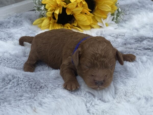 TEACUP GOLDENDOODLE PUPPIES, Precious Doodle Dogs, Teacup Doodle Dogs, Goldendoodle, Doodle Dog, Golden Doodles, Goldendoodle for sale, Goldendoodle puppies for sale, Miniature goldendoodle, goldendoodle puppies, mini goldendoodle, mini puppies, mini goldendoodle size, Mini Doodle Dogs, f1 goldendoodle, golden retriever poodle, chocolate goldendoodle, small doodles, goldendoodle temperament, goldendoodle colors, goldendoodle price, white goldendoodle, f2 goldendoodle, mini goldendoodle price, mini goldendoodle full grown, f1 mini goldendoodle, f1b goldendoodle, parti goldendoodle, goldendoodles near me, english goldendoodle, australian goldendoodle, red goldendoodle, doodle breeds, brown goldendoodle, goldendoodle cost, adult mini goldendoodle, golden noodle dog, doodle dog breeds, miniature golden doodle, miniature puppies, golden retriever poodle mix, A Star is Born, A star is born goldendoodle, a star is born dog, Bradley Cooper's Dog, Bradley Cooper Dog, Bradley Cooper's Goldendoodle, arizona goldendoodles, goldendoodle training, goldendoodle size, how big do mini goldendoodles get, goldendoodle full grown, baby goldendoodle, goldendoodle houston, golden doodles for sale, adult goldendoodle, apricot goldendoodle, goldendoodle grooming, mini golden doodles, goldendoodle shedding, f2b goldendoodle, goldendoodle hypoallergenic, goldendoodle names, english cream goldendoodle, golden retriever and poodle mix, mini goldendoodle puppies, micro goldendoodle, mini goldendoodle puppies for sale, miniature goldendoodle for sale, goldendoodle puppies for adoption, teddy bear goldendoodle, mini goldendoodle rescue, medium goldendoodle, black goldendoodle, mini goldendoodle for sale near me, goldendoodle puppies for sale near me, mini doodle, doodle puppies, mini goldendoodle for sale, goldendoodle breeders near me, miniature goldendoodle for sale near me, toy goldendoodle, petite goldendoodle, golden doodle dog, miniature goldendoodle puppies, mini goldendoodle puppies for sale near me, goldendoodles for sale near me, mini goldedoodle breeders, goldendoodle adoption, f1b mini goldendoodle, small goldendoodle, teacup goldendoodle, goldendoodle puppies near me, goldendoodle breeders, how to groom a goldendoodle, great doodle puppies, golden doodle mix, goldendoodle tampa, goldendoodle facts, white doodle dog, white goldendoodle puppy, mini goldendoodle maryland, country mini doodles, goldendoodle los angeles, toy labradoodle puppies for sale, types of goldendoodles, mini golden retriever puppies, golden goldendoodle, mini golden retriever puppies for sale, miniature australian goldendoodle, goldendoodle sacramento, goldendoodle omaha, labradoodle goldendoodle, f1 medium goldendoodle, BEST goldendoodles, pictures of mini goldendoodles, teacup goldendoodle full grown, micro mini goldendoodle full grown, toy goldendoodle price, goldendoodle chicago, retriever doodle, teacup goldendoodle puppies for sale, cute goldendoodle, mini teddy bear puppies, miniature goldendoodle full grown, f2 mini goldendoodle, goldendoodle spokane, mini goldendoodle chicago, micro mini goldendoodle, how nbig do miniature goldendoodles get, brown mini goldendoodle, mini doodle breeds, poodle doodle dog, what is a mini goldendoodle, black mini goldendoodle, mini irish doodle puppies for sale, f1b goldendoodle size, toy golden doodles, chocolate brown goldendoodle puppies for sale, petite goldendoodle full grown, goldendoodle behavior, american goldendoodle, f1b medium goldendoodle, goldendoodle puppy cost, cute goldendoodle puppies, goldendoodle indianapolis, teddy goldendoodle, mini goldendoodle weight, teddy bear golden doodles, f1b goldendoodle puppies for sale, miniature goldendoodle size, chocolate goldendoodle puppy, english cream mini goldendoodle, doodle puppies near me, red miniature goldendoodle, cream goldendoodle, goldendoodle puppy cut, mini goldendoodle hypoallergenic, dog breed goldendoodle, goldendoodle poodle mixes, goldendoodle allergies, goldendoodle info, sandy ridge goldendoodles, lakeshore goldendoodles, toy goldendoodle puppies for sale, labradoodle and goldendoodle, goldendoodle las vegas, goldendoodle phoenix, doodle breeders near me, miniature goldendoodle weight, black and white goldendoodle, sarasota goldendoodles, mini goldendoodle dallas, a goldendoodle, what is a goldendoodle, goldendoodle dallas, mini golden doodles for sale, ginger doodle puppy, how much does a mini goldendoodle cost, goldendoodle san antonio, goldendoodle photos, goldendoodle cuts, chocolate mini goldendoodle, all about goldendoodles, goldendoodle cincinnati, black doodle dog, goldendoodle weight, miniature goldendoodle breeders, goldendoodle information, miniature goldendoodle puppies for sale, doodle puppies for sale near me, black labradoodle puppies for sale, goldendoodle seattle, golden doodles near me, teacup goldendoodle for sale, golden retriever poodle puppy, goldendoodle rochester ny, goldendoodle and poodle mix, akc goldendoodle, goldendoodle kansas city, mini goldendoodle facts, goldendoodle austin, goldendoodle doodle, goldendoodle tulsa, curly goldendoodle, brown goldendoodle puppies, f1b labradoodle puppies for sale, red mini goldendoodle, goldendoodle poodle, chocolate goldendoodle for sale, tiny goldendoodle, goldendoodle puppies breeders, english goldendoodle puppies for sale, mini golden labradoodle, f1b mini teddy bear goldendoodles, red goldendoodle puppies for sale, miniature golden retriever breeders, f1 goldendoodles for sale, teacup goldendoodle puppies, toy mini goldendoodle, xs petite goldendoodle, f2 goldendoodle puppies for sale, mini goldendoodle cost, black goldendoodle for sale, english teddy bear goldendoodle, small doodle dogs, goldendoodle nashville, english goldendoodle puppies, golden retriever poodle mix for sale, red goldendoodle puppy, parti goldendoodles for sale, english cream goldendoodles for sale, doodle puppies for sale, golden retriever poodle mix puppies, goldendoodle tucson, f1b mini goldendoodle puppies for sale, mini goldendoodle breeders northeast, teddy bear goldendoodle, toy goldendoodle rescue, petite mini goldendoodle, goldendoodle stuff, mini goldendoodles near me, teddy bear goldendoodle puppies, f1 goldendoodle puppies, teddy bear goldendoodles for sale, silver goldendoodle, buy goldendoodle, mini golden doodle dog, teddy bear goldendoodles mini, micro mini goldendoodle puppies for sale, goldendoodle dogs for sale, best goldendoodle breeders, chocolate goldendoodle puppies for sale, doodle dogs for sale, toy goldendoodle puppies, mini doodle dog, toy goldendoodle breeders, doodles for sale, goldendoodle hypoallergenic dog, mini goldendoodle breeders near me, english goldendoodle breeders, f1b mini goldendoodle for sale, teacup goldendoodle price, petite goldendoodle for sale, mini english goldendoodle, mini goldendoodle info, miniature goldendoodle puppies for sale near me, black goldendoodle puppies for sale, f1 goldendoodle puppies for sale, Teacup Goldendoodles AL, Teacup Goldendoodles AK, Teacup Goldendoodles AZ, Teacup Goldendoodles AR, Teacup Goldendoodles CA, Teacup Goldendoodles CO, Teacup Goldendoodles CT, Teacup Goldendoodles DE, Teacup Goldendoodles FL, Teacup Goldendoodles GA, Teacup Goldendoodles HI, Teacup Goldendoodles ID, Teacup Goldendoodles IL, Teacup Goldendoodles IN, Teacup Goldendoodles IA, Teacup Goldendoodles KS, Teacup Goldendoodles KY, Teacup Goldendoodles LA, Teacup Goldendoodles ME, Teacup Goldendoodles MD, Teacup Goldendoodles MA, Teacup Goldendoodles MI, Teacup Goldendoodles MN, Teacup Goldendoodles MS, Teacup Goldendoodles MO, Teacup Goldendoodles MT, Teacup Goldendoodles NE, Teacup Goldendoodles NV, Teacup Goldendoodles NH, Teacup Goldendoodles NJ, Teacup Goldendoodles NM, Teacup Goldendoodles NY, Teacup Goldendoodles NC, Teacup Goldendoodles ND, Teacup Goldendoodles OH, Teacup Goldendoodles OK, Teacup Goldendoodles OR, Teacup Goldendoodles PA, Teacup Goldendoodles RI, Teacup Goldendoodles SC, Teacup Goldendoodles SD, Teacup Goldendoodles TN, Teacup Goldendoodles TX, Teacup Goldendoodles UT, Teacup Goldendoodles VT, Teacup Goldendoodles VA, Teacup Goldendoodles WA, Teacup Goldendoodles WV, Teacup Goldendoodles WI, Teacup Goldendoodles WY,