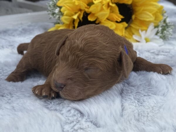 TEACUP GOLDENDOODLE PUPPIES, Precious Doodle Dogs, Teacup Doodle Dogs, Goldendoodle, Doodle Dog, Golden Doodles, Goldendoodle for sale, Goldendoodle puppies for sale, Miniature goldendoodle, goldendoodle puppies, mini goldendoodle, mini puppies, mini goldendoodle size, Mini Doodle Dogs, f1 goldendoodle, golden retriever poodle, chocolate goldendoodle, small doodles, goldendoodle temperament, goldendoodle colors, goldendoodle price, white goldendoodle, f2 goldendoodle, mini goldendoodle price, mini goldendoodle full grown, f1 mini goldendoodle, f1b goldendoodle, parti goldendoodle, goldendoodles near me, english goldendoodle, australian goldendoodle, red goldendoodle, doodle breeds, brown goldendoodle, goldendoodle cost, adult mini goldendoodle, golden noodle dog, doodle dog breeds, miniature golden doodle, miniature puppies, golden retriever poodle mix, A Star is Born, A star is born goldendoodle, a star is born dog, Bradley Cooper's Dog, Bradley Cooper Dog, Bradley Cooper's Goldendoodle, arizona goldendoodles, goldendoodle training, goldendoodle size, how big do mini goldendoodles get, goldendoodle full grown, baby goldendoodle, goldendoodle houston, golden doodles for sale, adult goldendoodle, apricot goldendoodle, goldendoodle grooming, mini golden doodles, goldendoodle shedding, f2b goldendoodle, goldendoodle hypoallergenic, goldendoodle names, english cream goldendoodle, golden retriever and poodle mix, mini goldendoodle puppies, micro goldendoodle, mini goldendoodle puppies for sale, miniature goldendoodle for sale, goldendoodle puppies for adoption, teddy bear goldendoodle, mini goldendoodle rescue, medium goldendoodle, black goldendoodle, mini goldendoodle for sale near me, goldendoodle puppies for sale near me, mini doodle, doodle puppies, mini goldendoodle for sale, goldendoodle breeders near me, miniature goldendoodle for sale near me, toy goldendoodle, petite goldendoodle, golden doodle dog, miniature goldendoodle puppies, mini goldendoodle puppies for sale near me, goldendoodles for sale near me, mini goldedoodle breeders, goldendoodle adoption, f1b mini goldendoodle, small goldendoodle, teacup goldendoodle, goldendoodle puppies near me, goldendoodle breeders, how to groom a goldendoodle, great doodle puppies, golden doodle mix, goldendoodle tampa, goldendoodle facts, white doodle dog, white goldendoodle puppy, mini goldendoodle maryland, country mini doodles, goldendoodle los angeles, toy labradoodle puppies for sale, types of goldendoodles, mini golden retriever puppies, golden goldendoodle, mini golden retriever puppies for sale, miniature australian goldendoodle, goldendoodle sacramento, goldendoodle omaha, labradoodle goldendoodle, f1 medium goldendoodle, BEST goldendoodles, pictures of mini goldendoodles, teacup goldendoodle full grown, micro mini goldendoodle full grown, toy goldendoodle price, goldendoodle chicago, retriever doodle, teacup goldendoodle puppies for sale, cute goldendoodle, mini teddy bear puppies, miniature goldendoodle full grown, f2 mini goldendoodle, goldendoodle spokane, mini goldendoodle chicago, micro mini goldendoodle, how nbig do miniature goldendoodles get, brown mini goldendoodle, mini doodle breeds, poodle doodle dog, what is a mini goldendoodle, black mini goldendoodle, mini irish doodle puppies for sale, f1b goldendoodle size, toy golden doodles, chocolate brown goldendoodle puppies for sale, petite goldendoodle full grown, goldendoodle behavior, american goldendoodle, f1b medium goldendoodle, goldendoodle puppy cost, cute goldendoodle puppies, goldendoodle indianapolis, teddy goldendoodle, mini goldendoodle weight, teddy bear golden doodles, f1b goldendoodle puppies for sale, miniature goldendoodle size, chocolate goldendoodle puppy, english cream mini goldendoodle, doodle puppies near me, red miniature goldendoodle, cream goldendoodle, goldendoodle puppy cut, mini goldendoodle hypoallergenic, dog breed goldendoodle, goldendoodle poodle mixes, goldendoodle allergies, goldendoodle info, sandy ridge goldendoodles, lakeshore goldendoodles, toy goldendoodle puppies for sale, labradoodle and goldendoodle, goldendoodle las vegas, goldendoodle phoenix, doodle breeders near me, miniature goldendoodle weight, black and white goldendoodle, sarasota goldendoodles, mini goldendoodle dallas, a goldendoodle, what is a goldendoodle, goldendoodle dallas, mini golden doodles for sale, ginger doodle puppy, how much does a mini goldendoodle cost, goldendoodle san antonio, goldendoodle photos, goldendoodle cuts, chocolate mini goldendoodle, all about goldendoodles, goldendoodle cincinnati, black doodle dog, goldendoodle weight, miniature goldendoodle breeders, goldendoodle information, miniature goldendoodle puppies for sale, doodle puppies for sale near me, black labradoodle puppies for sale, goldendoodle seattle, golden doodles near me, teacup goldendoodle for sale, golden retriever poodle puppy, goldendoodle rochester ny, goldendoodle and poodle mix, akc goldendoodle, goldendoodle kansas city, mini goldendoodle facts, goldendoodle austin, goldendoodle doodle, goldendoodle tulsa, curly goldendoodle, brown goldendoodle puppies, f1b labradoodle puppies for sale, red mini goldendoodle, goldendoodle poodle, chocolate goldendoodle for sale, tiny goldendoodle, goldendoodle puppies breeders, english goldendoodle puppies for sale, mini golden labradoodle, f1b mini teddy bear goldendoodles, red goldendoodle puppies for sale, miniature golden retriever breeders, f1 goldendoodles for sale, teacup goldendoodle puppies, toy mini goldendoodle, xs petite goldendoodle, f2 goldendoodle puppies for sale, mini goldendoodle cost, black goldendoodle for sale, english teddy bear goldendoodle, small doodle dogs, goldendoodle nashville, english goldendoodle puppies, golden retriever poodle mix for sale, red goldendoodle puppy, parti goldendoodles for sale, english cream goldendoodles for sale, doodle puppies for sale, golden retriever poodle mix puppies, goldendoodle tucson, f1b mini goldendoodle puppies for sale, mini goldendoodle breeders northeast, teddy bear goldendoodle, toy goldendoodle rescue, petite mini goldendoodle, goldendoodle stuff, mini goldendoodles near me, teddy bear goldendoodle puppies, f1 goldendoodle puppies, teddy bear goldendoodles for sale, silver goldendoodle, buy goldendoodle, mini golden doodle dog, teddy bear goldendoodles mini, micro mini goldendoodle puppies for sale, goldendoodle dogs for sale, best goldendoodle breeders, chocolate goldendoodle puppies for sale, doodle dogs for sale, toy goldendoodle puppies, mini doodle dog, toy goldendoodle breeders, doodles for sale, goldendoodle hypoallergenic dog, mini goldendoodle breeders near me, english goldendoodle breeders, f1b mini goldendoodle for sale, teacup goldendoodle price, petite goldendoodle for sale, mini english goldendoodle, mini goldendoodle info, miniature goldendoodle puppies for sale near me, black goldendoodle puppies for sale, f1 goldendoodle puppies for sale, Teacup Goldendoodles AL, Teacup Goldendoodles AK, Teacup Goldendoodles AZ, Teacup Goldendoodles AR, Teacup Goldendoodles CA, Teacup Goldendoodles CO, Teacup Goldendoodles CT, Teacup Goldendoodles DE, Teacup Goldendoodles FL, Teacup Goldendoodles GA, Teacup Goldendoodles HI, Teacup Goldendoodles ID, Teacup Goldendoodles IL, Teacup Goldendoodles IN, Teacup Goldendoodles IA, Teacup Goldendoodles KS, Teacup Goldendoodles KY, Teacup Goldendoodles LA, Teacup Goldendoodles ME, Teacup Goldendoodles MD, Teacup Goldendoodles MA, Teacup Goldendoodles MI, Teacup Goldendoodles MN, Teacup Goldendoodles MS, Teacup Goldendoodles MO, Teacup Goldendoodles MT, Teacup Goldendoodles NE, Teacup Goldendoodles NV, Teacup Goldendoodles NH, Teacup Goldendoodles NJ, Teacup Goldendoodles NM, Teacup Goldendoodles NY, Teacup Goldendoodles NC, Teacup Goldendoodles ND, Teacup Goldendoodles OH, Teacup Goldendoodles OK, Teacup Goldendoodles OR, Teacup Goldendoodles PA, Teacup Goldendoodles RI, Teacup Goldendoodles SC, Teacup Goldendoodles SD, Teacup Goldendoodles TN, Teacup Goldendoodles TX, Teacup Goldendoodles UT, Teacup Goldendoodles VT, Teacup Goldendoodles VA, Teacup Goldendoodles WA, Teacup Goldendoodles WV, Teacup Goldendoodles WI, Teacup Goldendoodles WY,