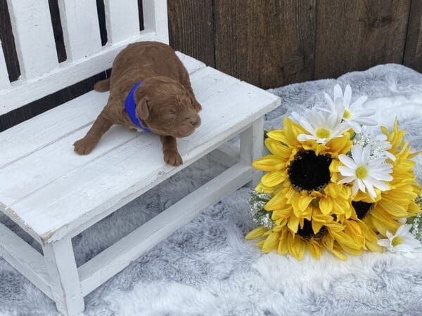 TEACUP GOLDENDOODLE PUPPIES, Precious Doodle Dogs, Teacup Doodle Dogs, Goldendoodle, Doodle Dog, Golden Doodles, Goldendoodle for sale, Goldendoodle puppies for sale, Miniature goldendoodle, goldendoodle puppies, mini goldendoodle, mini puppies, mini goldendoodle size, Mini Doodle Dogs, f1 goldendoodle, golden retriever poodle, chocolate goldendoodle, small doodles, goldendoodle temperament, goldendoodle colors, goldendoodle price, white goldendoodle, f2 goldendoodle, mini goldendoodle price, mini goldendoodle full grown, f1 mini goldendoodle, f1b goldendoodle, parti goldendoodle, goldendoodles near me, english goldendoodle, australian goldendoodle, red goldendoodle, doodle breeds, brown goldendoodle, goldendoodle cost, adult mini goldendoodle, golden noodle dog, doodle dog breeds, miniature golden doodle, miniature puppies, golden retriever poodle mix, A Star is Born, A star is born goldendoodle, a star is born dog, Bradley Cooper's Dog, Bradley Cooper Dog, Bradley Cooper's Goldendoodle, arizona goldendoodles, goldendoodle training, goldendoodle size, how big do mini goldendoodles get, goldendoodle full grown, baby goldendoodle, goldendoodle houston, golden doodles for sale, adult goldendoodle, apricot goldendoodle, goldendoodle grooming, mini golden doodles, goldendoodle shedding, f2b goldendoodle, goldendoodle hypoallergenic, goldendoodle names, english cream goldendoodle, golden retriever and poodle mix, mini goldendoodle puppies, micro goldendoodle, mini goldendoodle puppies for sale, miniature goldendoodle for sale, goldendoodle puppies for adoption, teddy bear goldendoodle, mini goldendoodle rescue, medium goldendoodle, black goldendoodle, mini goldendoodle for sale near me, goldendoodle puppies for sale near me, mini doodle, doodle puppies, mini goldendoodle for sale, goldendoodle breeders near me, miniature goldendoodle for sale near me, toy goldendoodle, petite goldendoodle, golden doodle dog, miniature goldendoodle puppies, mini goldendoodle puppies for sale near me, goldendoodles for sale near me, mini goldedoodle breeders, goldendoodle adoption, f1b mini goldendoodle, small goldendoodle, teacup goldendoodle, goldendoodle puppies near me, goldendoodle breeders, how to groom a goldendoodle, great doodle puppies, golden doodle mix, goldendoodle tampa, goldendoodle facts, white doodle dog, white goldendoodle puppy, mini goldendoodle maryland, country mini doodles, goldendoodle los angeles, toy labradoodle puppies for sale, types of goldendoodles, mini golden retriever puppies, golden goldendoodle, mini golden retriever puppies for sale, miniature australian goldendoodle, goldendoodle sacramento, goldendoodle omaha, labradoodle goldendoodle, f1 medium goldendoodle, BEST goldendoodles, pictures of mini goldendoodles, teacup goldendoodle full grown, micro mini goldendoodle full grown, toy goldendoodle price, goldendoodle chicago, retriever doodle, teacup goldendoodle puppies for sale, cute goldendoodle, mini teddy bear puppies, miniature goldendoodle full grown, f2 mini goldendoodle, goldendoodle spokane, mini goldendoodle chicago, micro mini goldendoodle, how nbig do miniature goldendoodles get, brown mini goldendoodle, mini doodle breeds, poodle doodle dog, what is a mini goldendoodle, black mini goldendoodle, mini irish doodle puppies for sale, f1b goldendoodle size, toy golden doodles, chocolate brown goldendoodle puppies for sale, petite goldendoodle full grown, goldendoodle behavior, american goldendoodle, f1b medium goldendoodle, goldendoodle puppy cost, cute goldendoodle puppies, goldendoodle indianapolis, teddy goldendoodle, mini goldendoodle weight, teddy bear golden doodles, f1b goldendoodle puppies for sale, miniature goldendoodle size, chocolate goldendoodle puppy, english cream mini goldendoodle, doodle puppies near me, red miniature goldendoodle, cream goldendoodle, goldendoodle puppy cut, mini goldendoodle hypoallergenic, dog breed goldendoodle, goldendoodle poodle mixes, goldendoodle allergies, goldendoodle info, sandy ridge goldendoodles, lakeshore goldendoodles, toy goldendoodle puppies for sale, labradoodle and goldendoodle, goldendoodle las vegas, goldendoodle phoenix, doodle breeders near me, miniature goldendoodle weight, black and white goldendoodle, sarasota goldendoodles, mini goldendoodle dallas, a goldendoodle, what is a goldendoodle, goldendoodle dallas, mini golden doodles for sale, ginger doodle puppy, how much does a mini goldendoodle cost, goldendoodle san antonio, goldendoodle photos, goldendoodle cuts, chocolate mini goldendoodle, all about goldendoodles, goldendoodle cincinnati, black doodle dog, goldendoodle weight, miniature goldendoodle breeders, goldendoodle information, miniature goldendoodle puppies for sale, doodle puppies for sale near me, black labradoodle puppies for sale, goldendoodle seattle, golden doodles near me, teacup goldendoodle for sale, golden retriever poodle puppy, goldendoodle rochester ny, goldendoodle and poodle mix, akc goldendoodle, goldendoodle kansas city, mini goldendoodle facts, goldendoodle austin, goldendoodle doodle, goldendoodle tulsa, curly goldendoodle, brown goldendoodle puppies, f1b labradoodle puppies for sale, red mini goldendoodle, goldendoodle poodle, chocolate goldendoodle for sale, tiny goldendoodle, goldendoodle puppies breeders, english goldendoodle puppies for sale, mini golden labradoodle, f1b mini teddy bear goldendoodles, red goldendoodle puppies for sale, miniature golden retriever breeders, f1 goldendoodles for sale, teacup goldendoodle puppies, toy mini goldendoodle, xs petite goldendoodle, f2 goldendoodle puppies for sale, mini goldendoodle cost, black goldendoodle for sale, english teddy bear goldendoodle, small doodle dogs, goldendoodle nashville, english goldendoodle puppies, golden retriever poodle mix for sale, red goldendoodle puppy, parti goldendoodles for sale, english cream goldendoodles for sale, doodle puppies for sale, golden retriever poodle mix puppies, goldendoodle tucson, f1b mini goldendoodle puppies for sale, mini goldendoodle breeders northeast, teddy bear goldendoodle, toy goldendoodle rescue, petite mini goldendoodle, goldendoodle stuff, mini goldendoodles near me, teddy bear goldendoodle puppies, f1 goldendoodle puppies, teddy bear goldendoodles for sale, silver goldendoodle, buy goldendoodle, mini golden doodle dog, teddy bear goldendoodles mini, micro mini goldendoodle puppies for sale, goldendoodle dogs for sale, best goldendoodle breeders, chocolate goldendoodle puppies for sale, doodle dogs for sale, toy goldendoodle puppies, mini doodle dog, toy goldendoodle breeders, doodles for sale, goldendoodle hypoallergenic dog, mini goldendoodle breeders near me, english goldendoodle breeders, f1b mini goldendoodle for sale, teacup goldendoodle price, petite goldendoodle for sale, mini english goldendoodle, mini goldendoodle info, miniature goldendoodle puppies for sale near me, black goldendoodle puppies for sale, f1 goldendoodle puppies for sale, Teacup Goldendoodles AL, Teacup Goldendoodles AK, Teacup Goldendoodles AZ, Teacup Goldendoodles AR, Teacup Goldendoodles CA, Teacup Goldendoodles CO, Teacup Goldendoodles CT, Teacup Goldendoodles DE, Teacup Goldendoodles FL, Teacup Goldendoodles GA, Teacup Goldendoodles HI, Teacup Goldendoodles ID, Teacup Goldendoodles IL, Teacup Goldendoodles IN, Teacup Goldendoodles IA, Teacup Goldendoodles KS, Teacup Goldendoodles KY, Teacup Goldendoodles LA, Teacup Goldendoodles ME, Teacup Goldendoodles MD, Teacup Goldendoodles MA, Teacup Goldendoodles MI, Teacup Goldendoodles MN, Teacup Goldendoodles MS, Teacup Goldendoodles MO, Teacup Goldendoodles MT, Teacup Goldendoodles NE, Teacup Goldendoodles NV, Teacup Goldendoodles NH, Teacup Goldendoodles NJ, Teacup Goldendoodles NM, Teacup Goldendoodles NY, Teacup Goldendoodles NC, Teacup Goldendoodles ND, Teacup Goldendoodles OH, Teacup Goldendoodles OK, Teacup Goldendoodles OR, Teacup Goldendoodles PA, Teacup Goldendoodles RI, Teacup Goldendoodles SC, Teacup Goldendoodles SD, Teacup Goldendoodles TN, Teacup Goldendoodles TX, Teacup Goldendoodles UT, Teacup Goldendoodles VT, Teacup Goldendoodles VA, Teacup Goldendoodles WA, Teacup Goldendoodles WV, Teacup Goldendoodles WI, Teacup Goldendoodles WY,